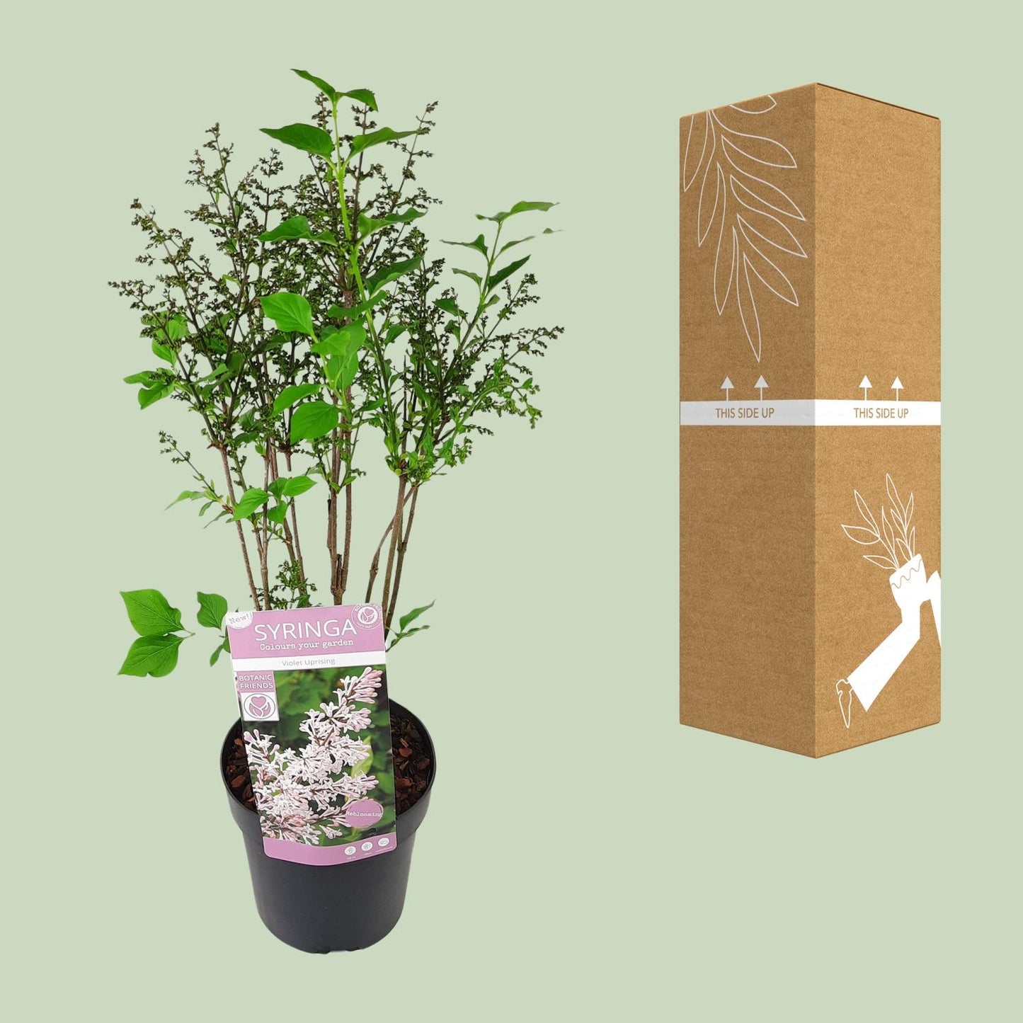 Syringa pat. 'Violet Uprising' - Ø19cm- ↕35cm - Pflanzfix24