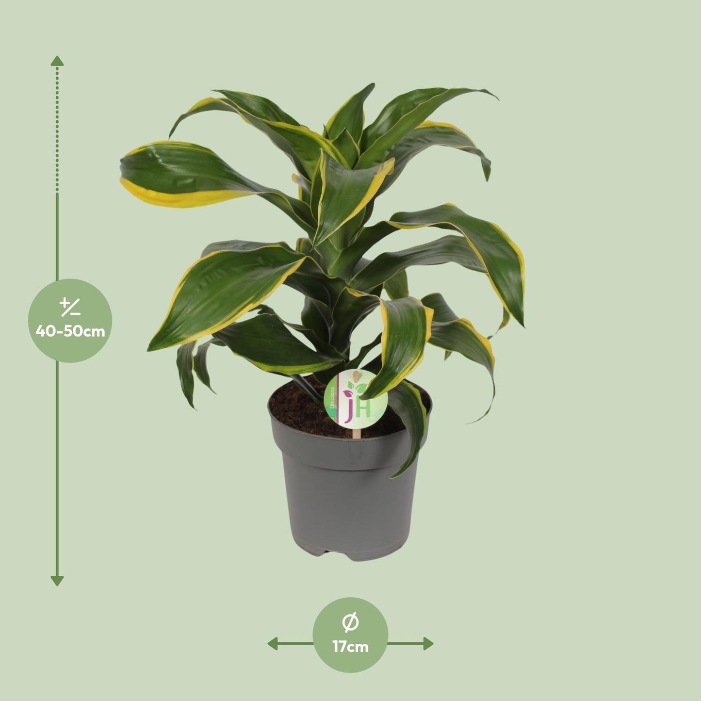 Dracaena Fragrans Grune gelb - Ø17cm - ↕40cm - Pflanzfix24