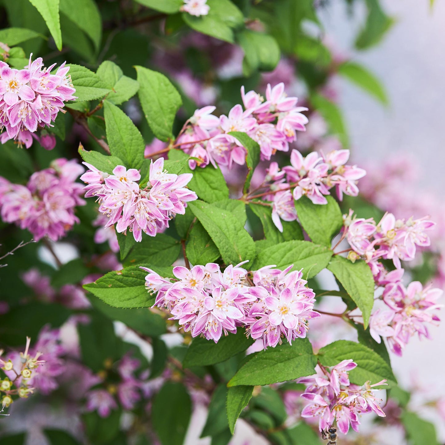 Pflanzfix24 - Deutzia hybrida Strawberry Fields - 1 Pflanze - Blüte Rosa - Topf 17cm