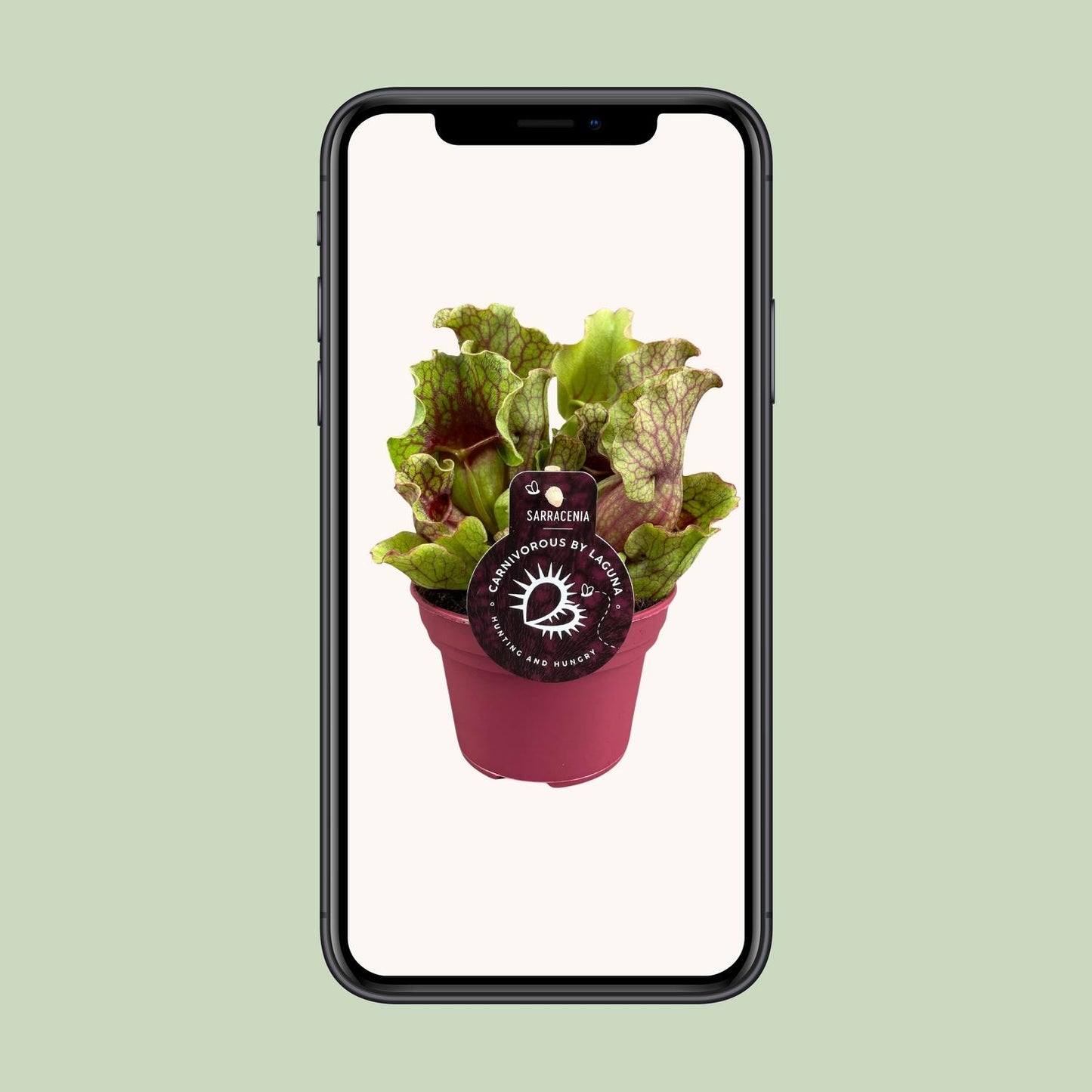 Sarracenia Schlauchpflanze Ø12cm – Fleischfresser – Pflanzfix24.de - Pflanzfix24.de
