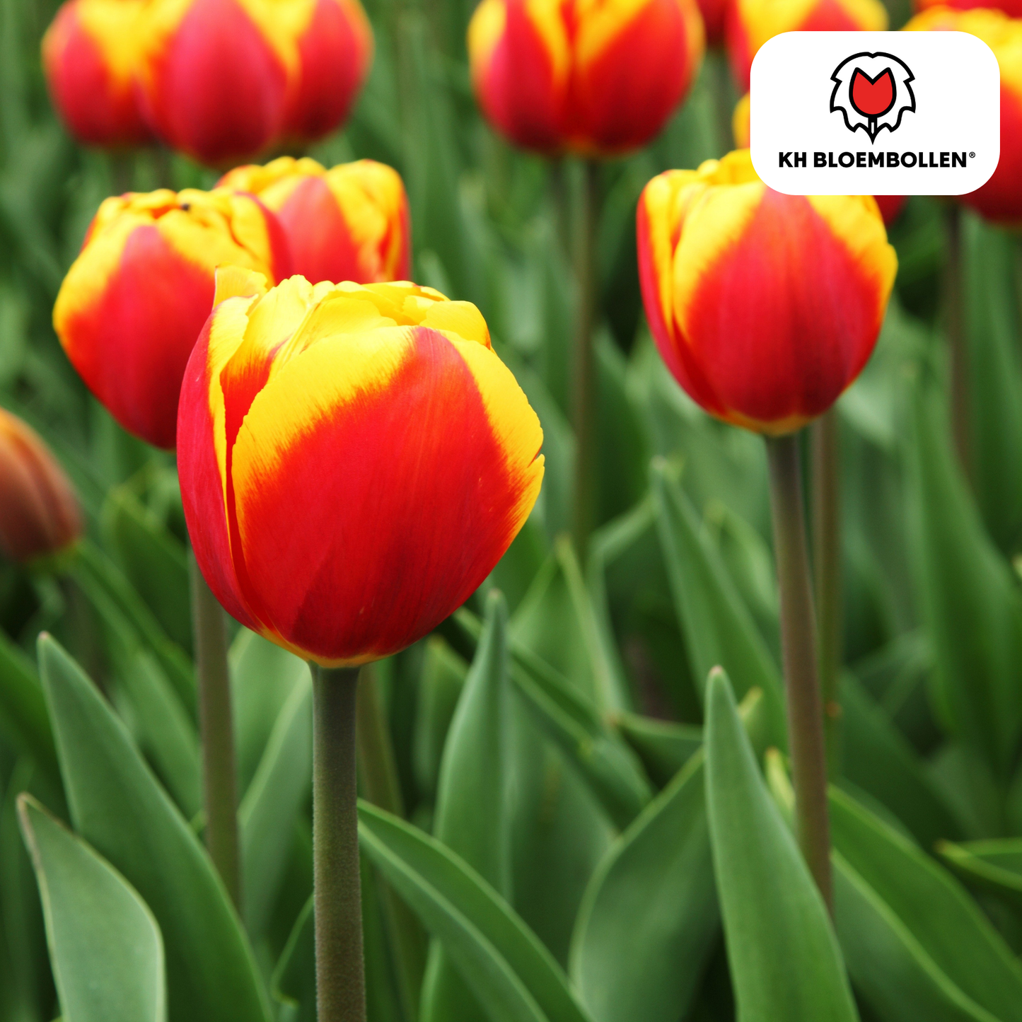 Tulpenbollen Dow Jones – 20 Stuks | KH Bloembollen® | Rood-Geel Gestreepte Tulp - Pflanzfix24