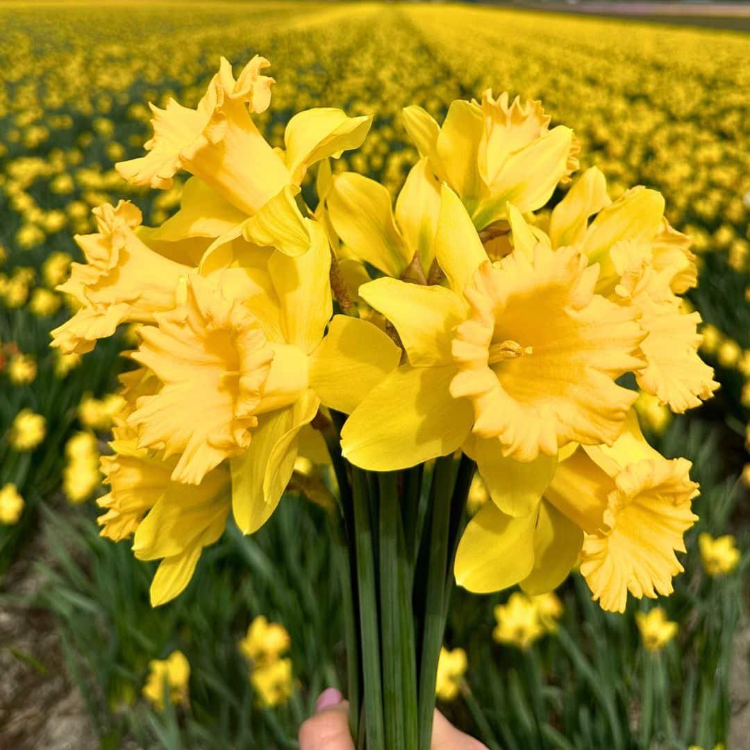Pflanzfix24 - Super Narzissenmischung - 100 Blumenzwiebeln für farbenfrohe Blumenpracht - Größe 12/14