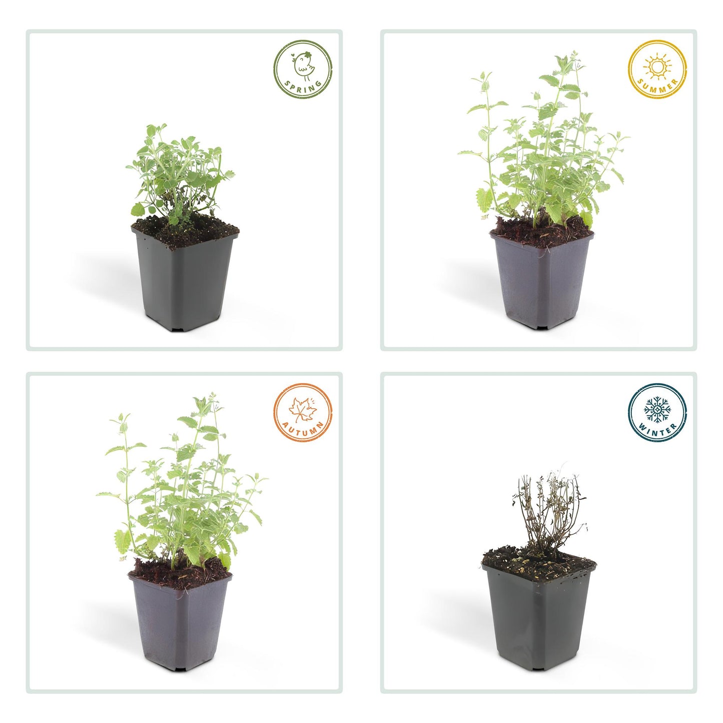 6x Nepeta 'Six Hills Giant' Ø9cm | Pflanzfix24