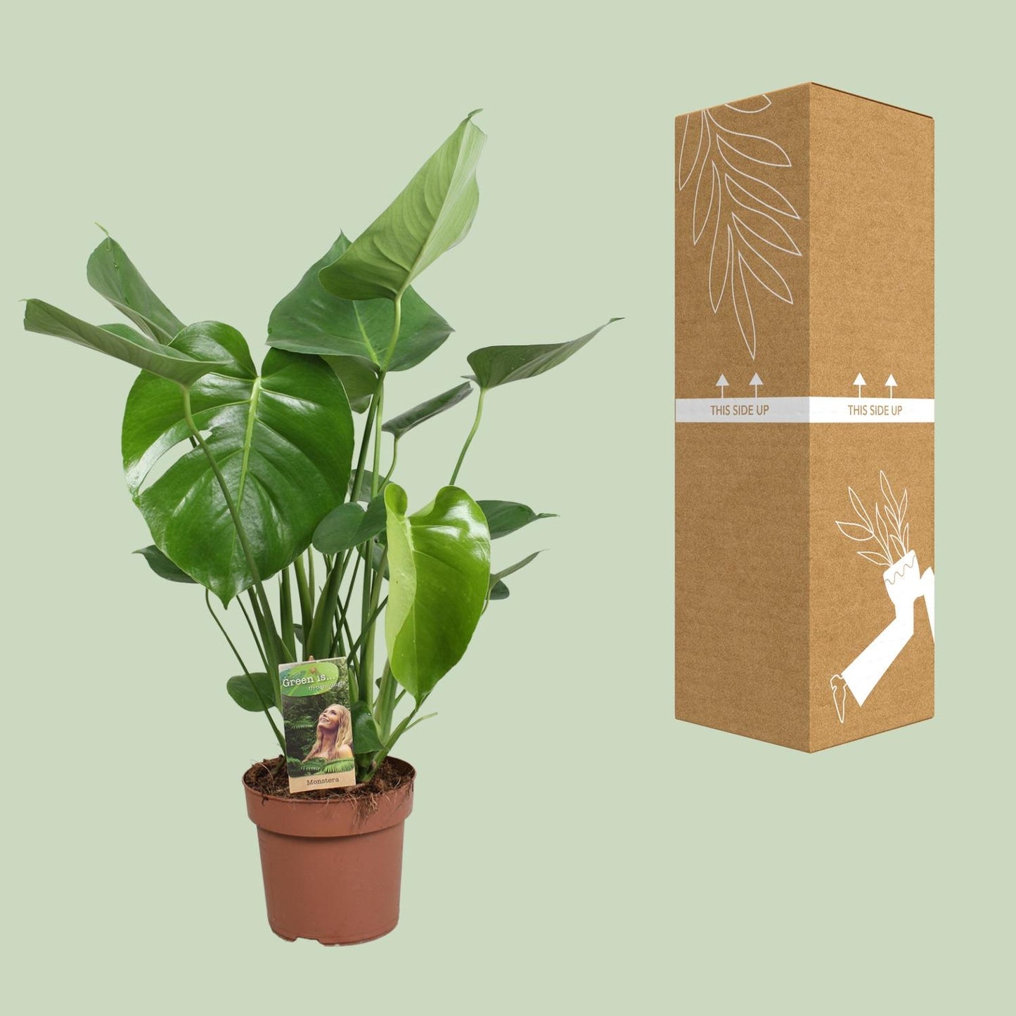 Monstera Deliciosa - Ø17cm - ↕60cm - Pflanzfix24