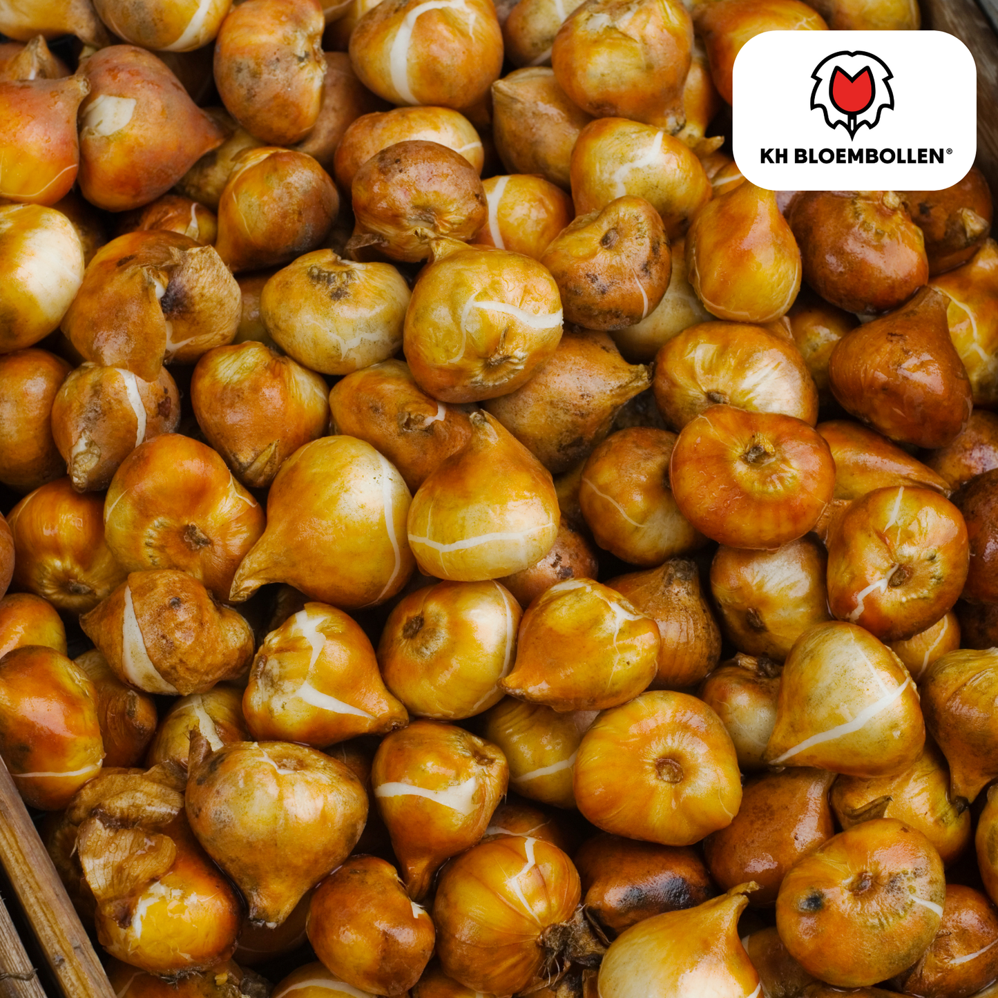 Tulpenbollen Dafeng - 20 Stuks | KH Bloembollen® - Pflanzfix24