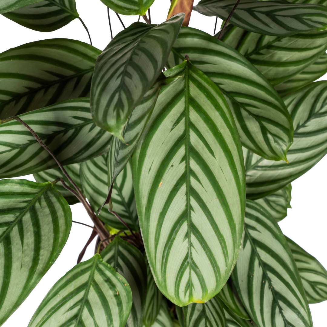 Calathea Oppenheimiana Ø24cm - ↕80 - 100cm - Pflanzfix24