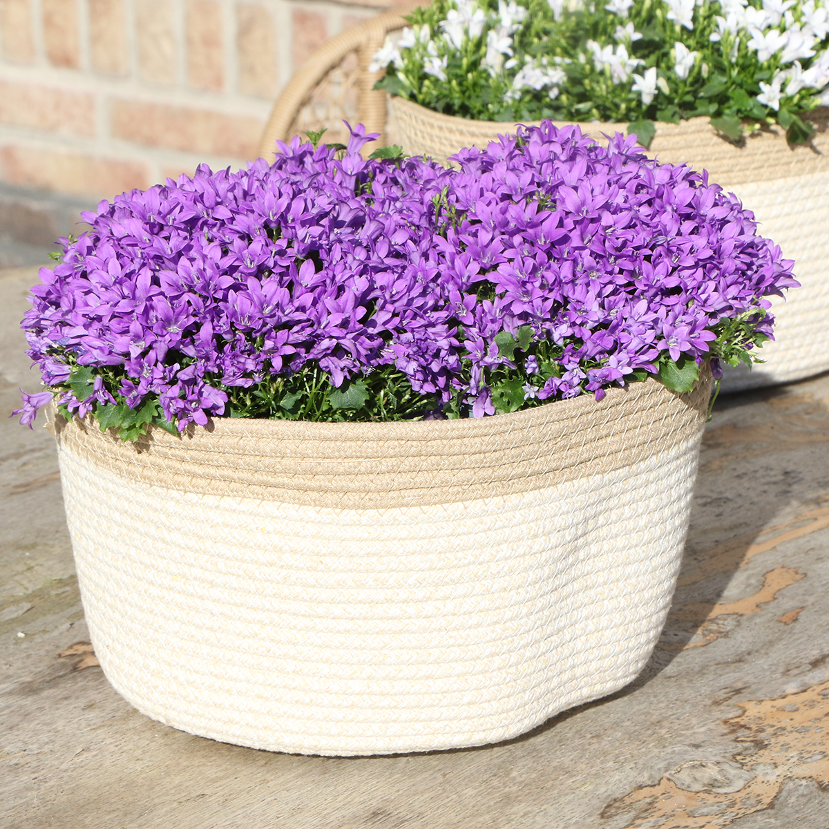 Campanula Addenda Ambella Intense purple - Baumwollschale mit Campanula - 3 Stück - Pflanzfix24.de - Pflanzfix24.de