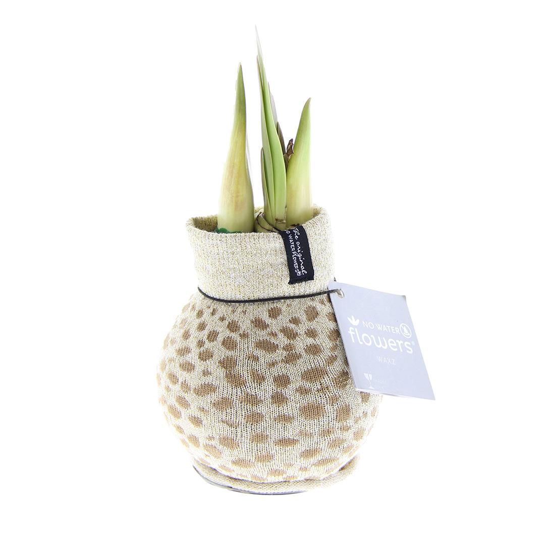 No Water Flowers® (wax amaryllis) | Fashionz Animal - Cheetah + Red flower - Pflanzfix24