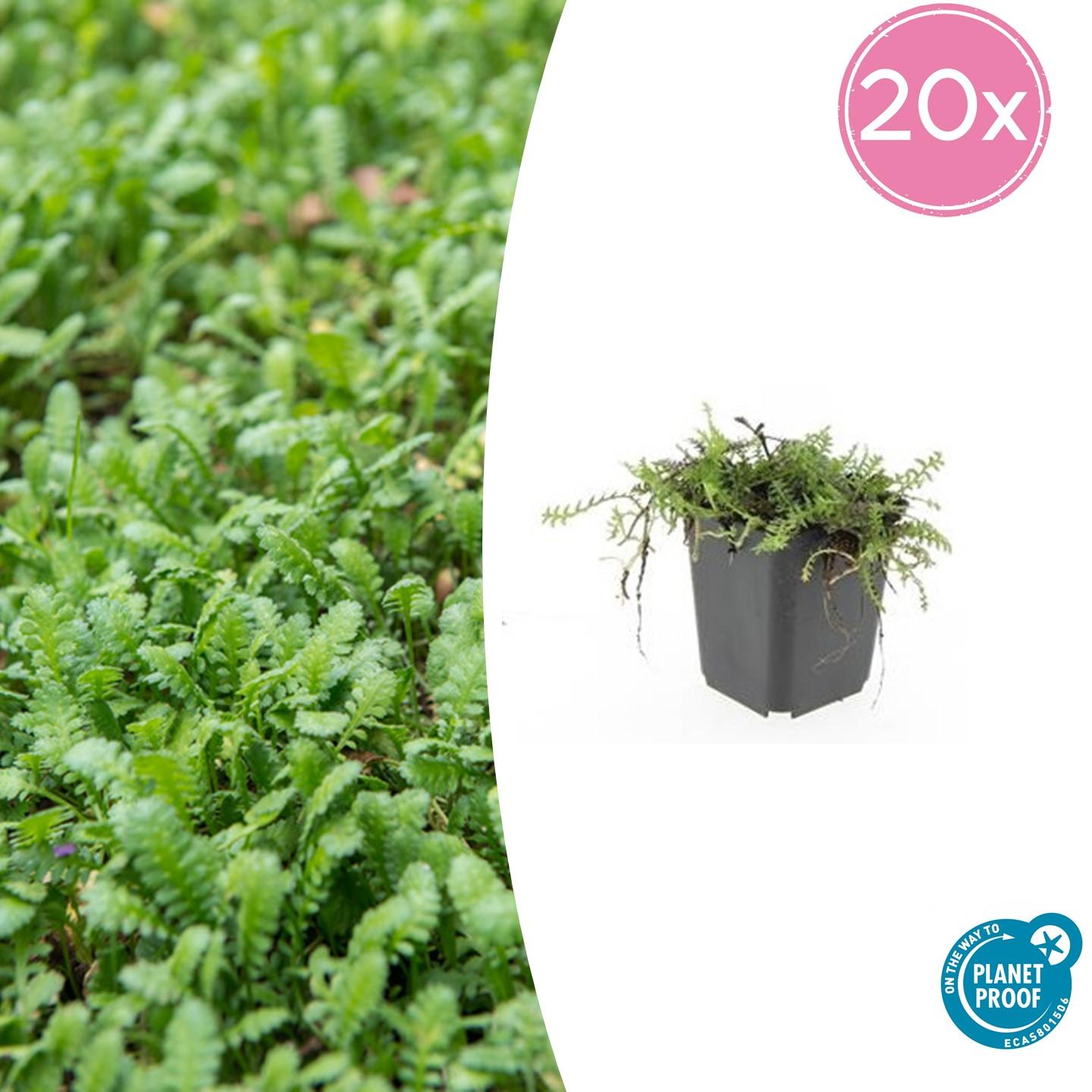 20x Leptinella squalida Bodendecker Ø9cm | Pflanzfix24