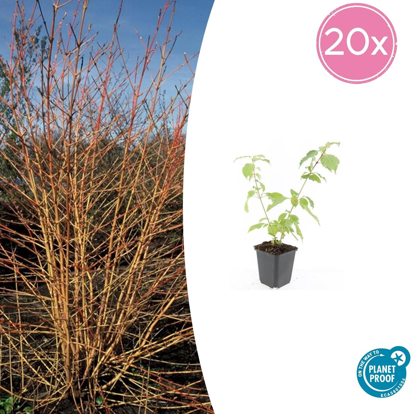 20x Cornus sanguinea 'Anny's Winter Orange' | Pflanzfix24.de - Pflanzfix24.de