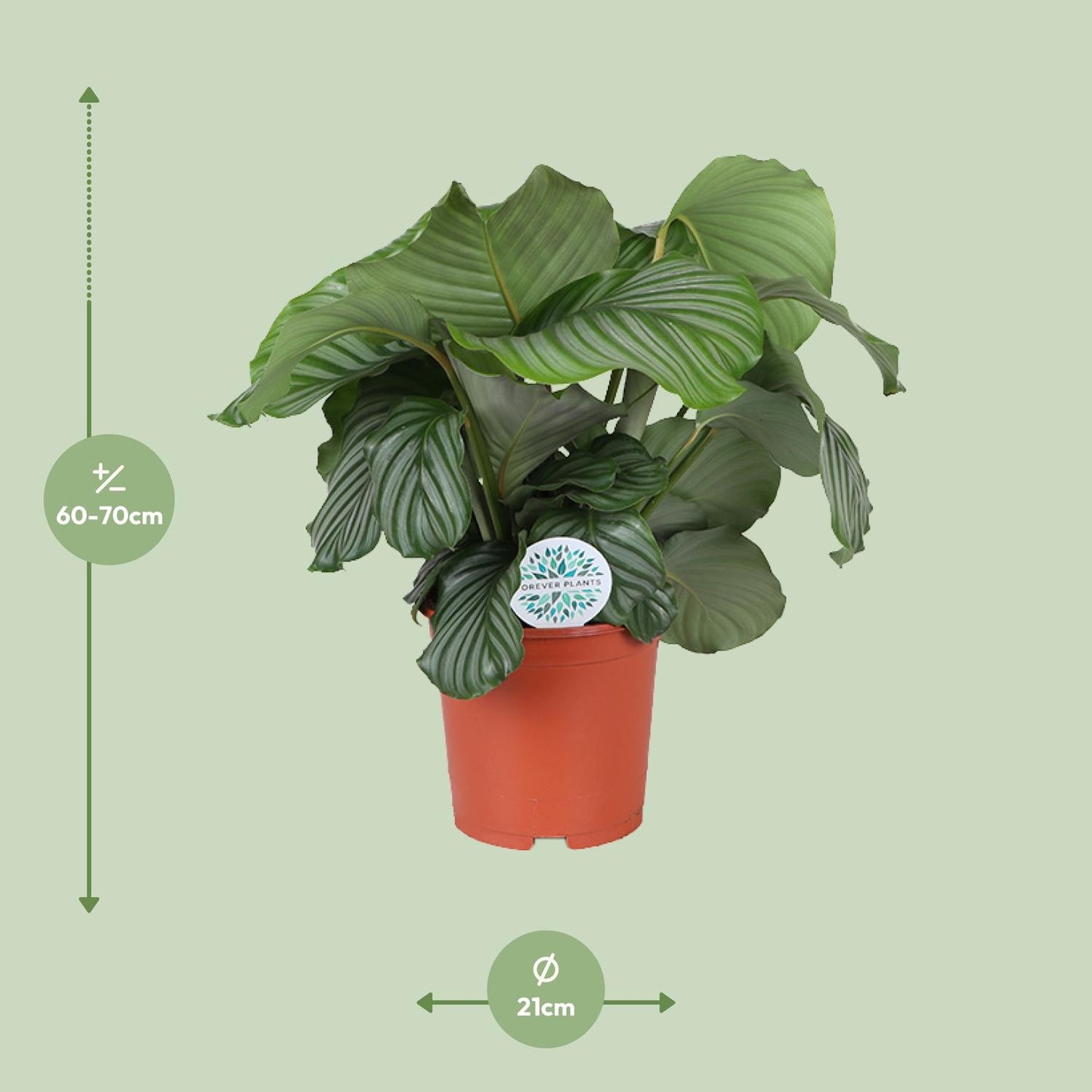 Calathea Orbifolia - Ø21cm - Pflanzfix24