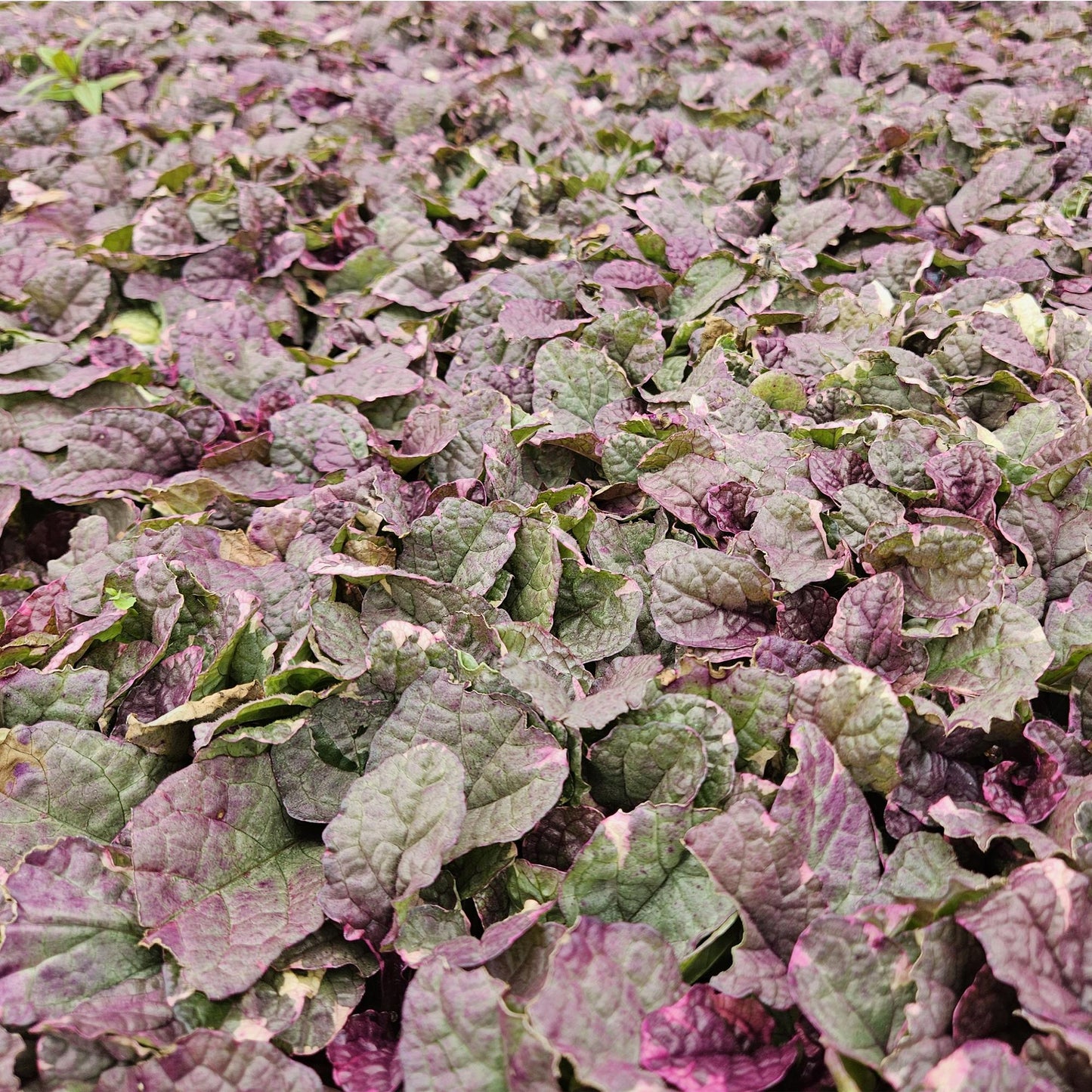 12x Ajuga reptans 'Burgundy Glow' - Pflanzfix24