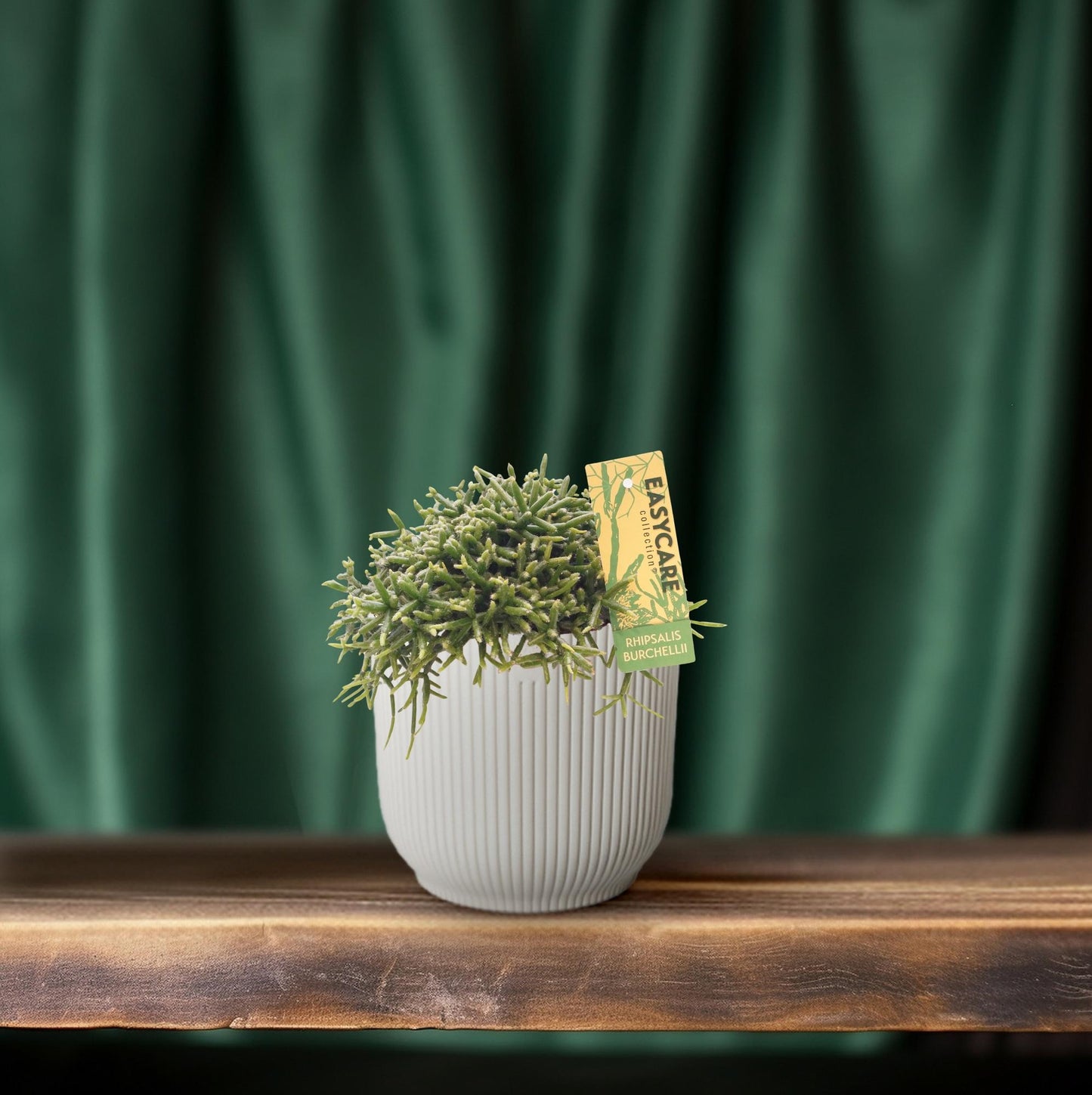 Rhipsalis Burchellii Zimmerpflanze – Pflanzfix24.de - Pflanzfix24.de
