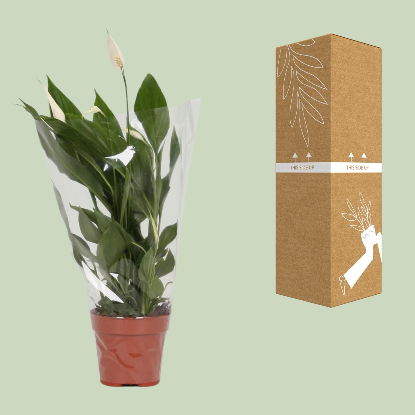 Spathiphyllum Alana - Ø12cm - ↕45cm bei Pflanzfix24