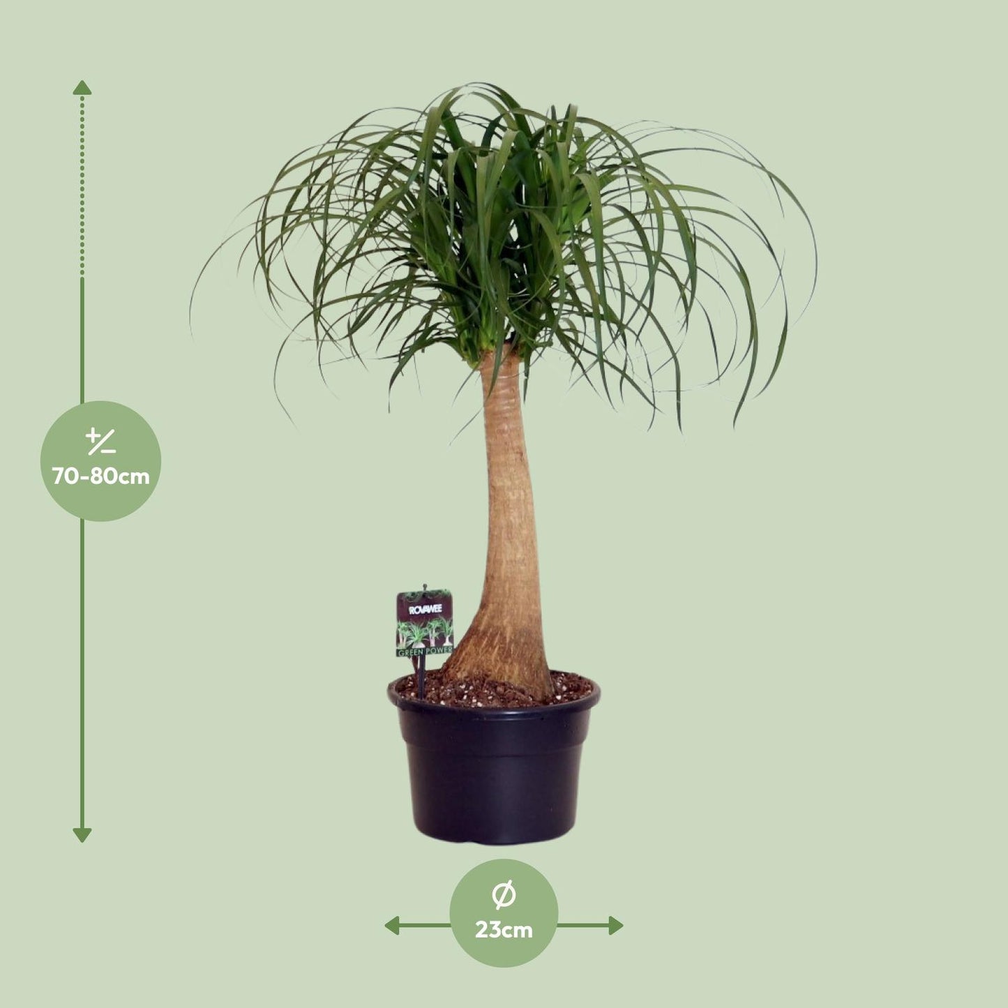 Beaucarnea Nolina - Ø23cm - ↕80cm von Pflanzfix24