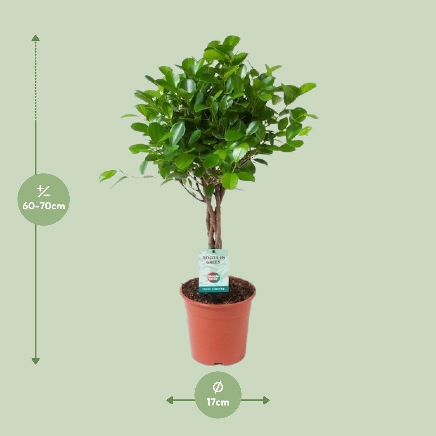 Ficus Microcarpa Moclame - Ø17cm - ↕70cm - Pflanzfix24