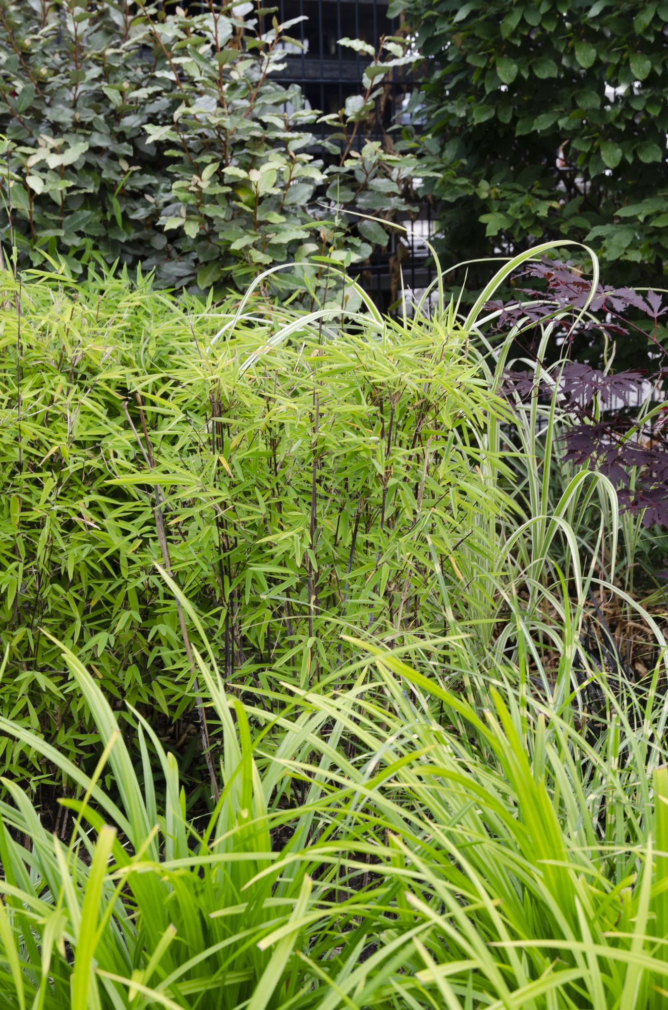 3x Carex morrowii 'Irish Green' - ↨30cm - Ø14 - Pflanzfix24