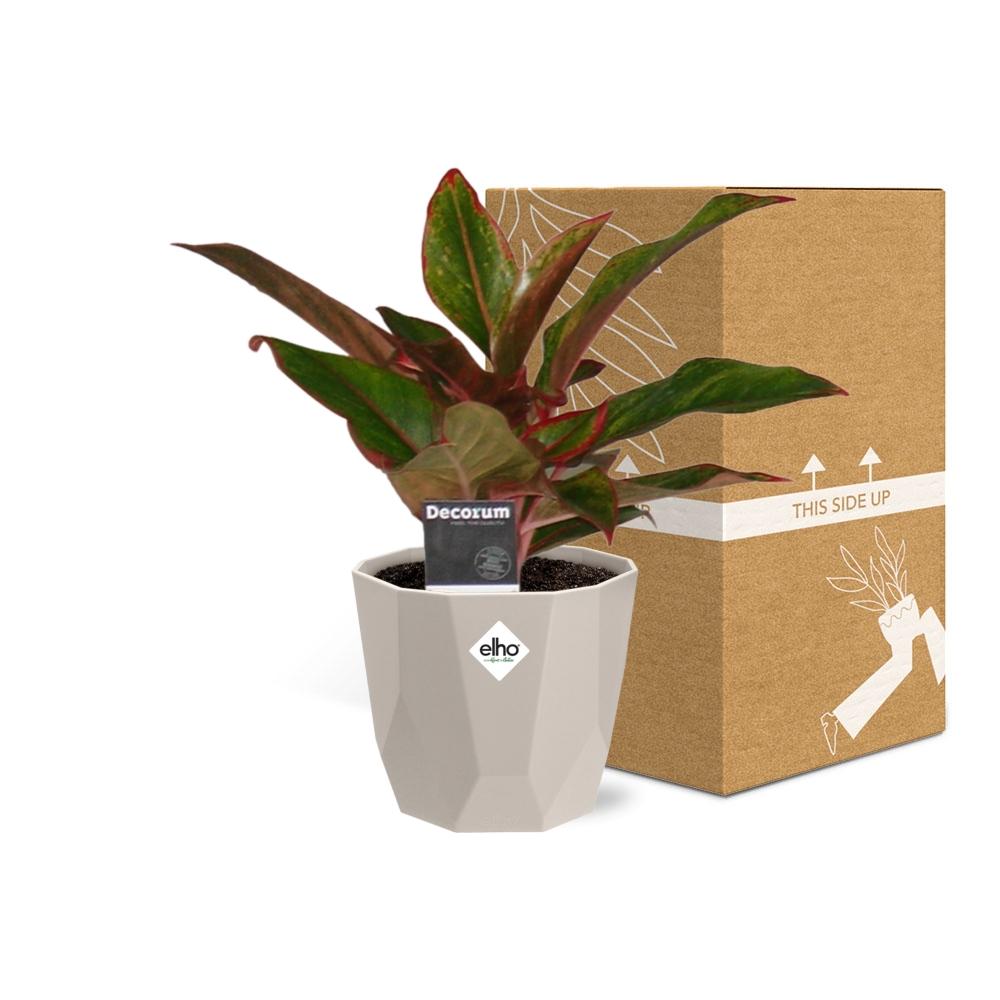 Aglaonema Crete in ELHO b.for rock 14 cm warm grey - Pflanzfix24