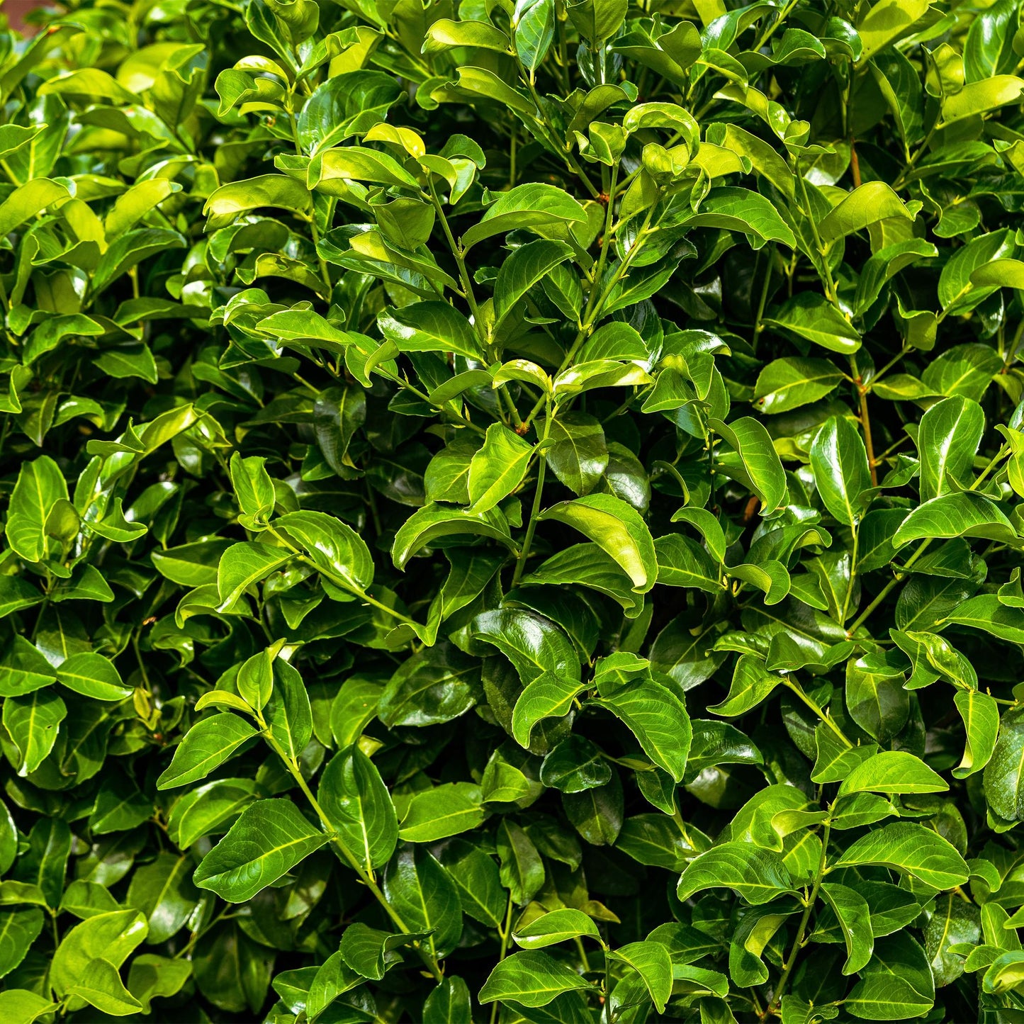 Pflanzfix24.de - Prunus laurocerasus Rotundifolia - 6 Pflanzen - 1 laufender Meter - Pflanzfix24.de