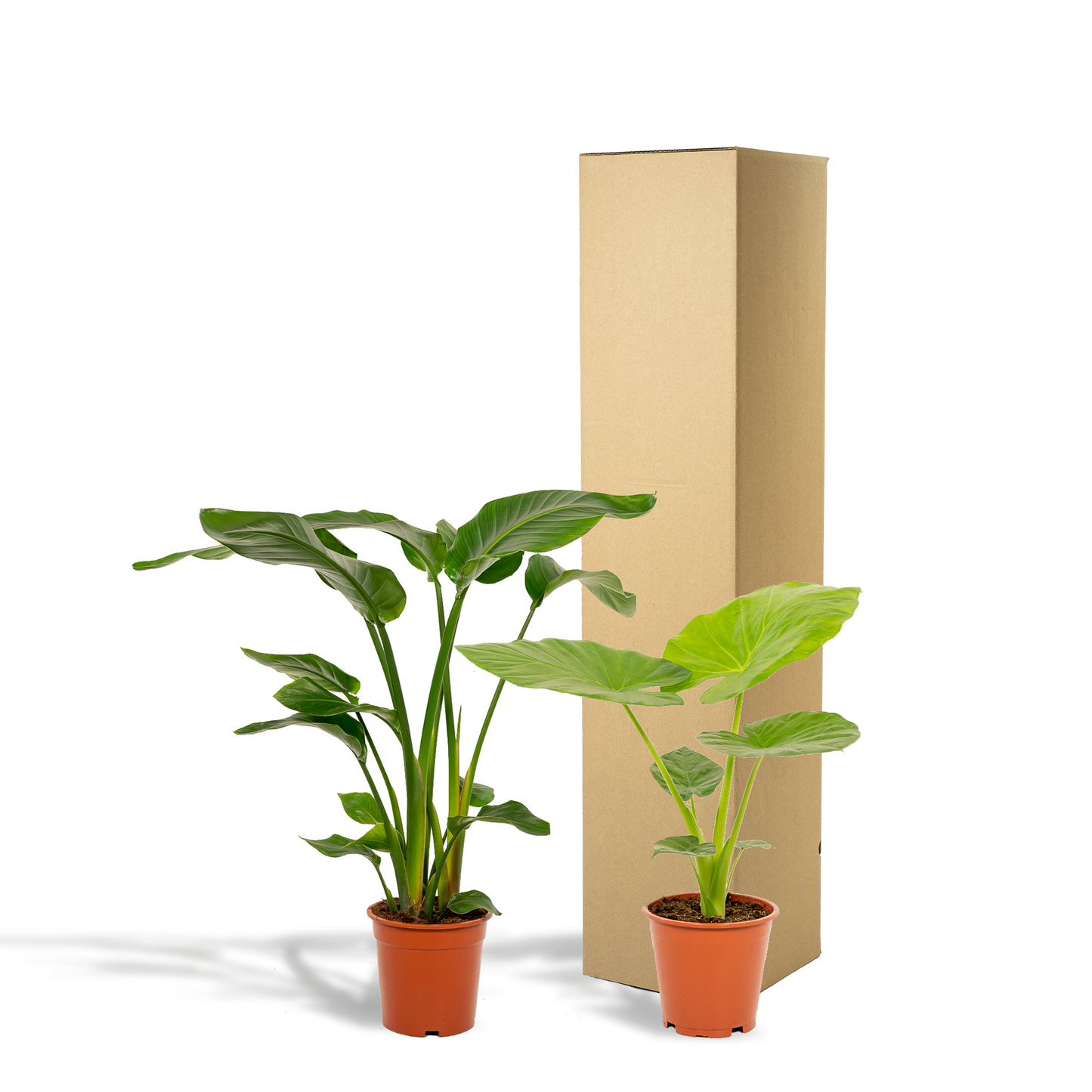 Strelitzia & Alocasia Zimmerpflanzen-Set 85cm – Pflanzfix24.de - Pflanzfix24.de