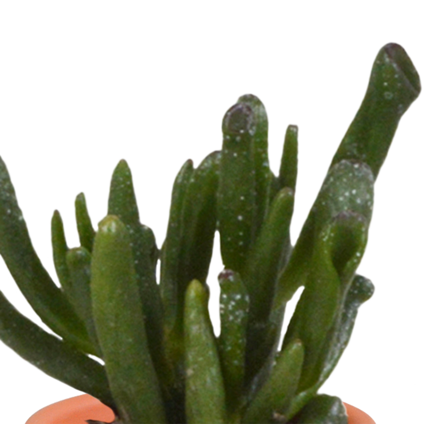 Kakteen und Sukkulenten Mix 5,5 cm | 15er Set - Terrakotta Topf - Pflanzfix24.de - Pflanzfix24.de