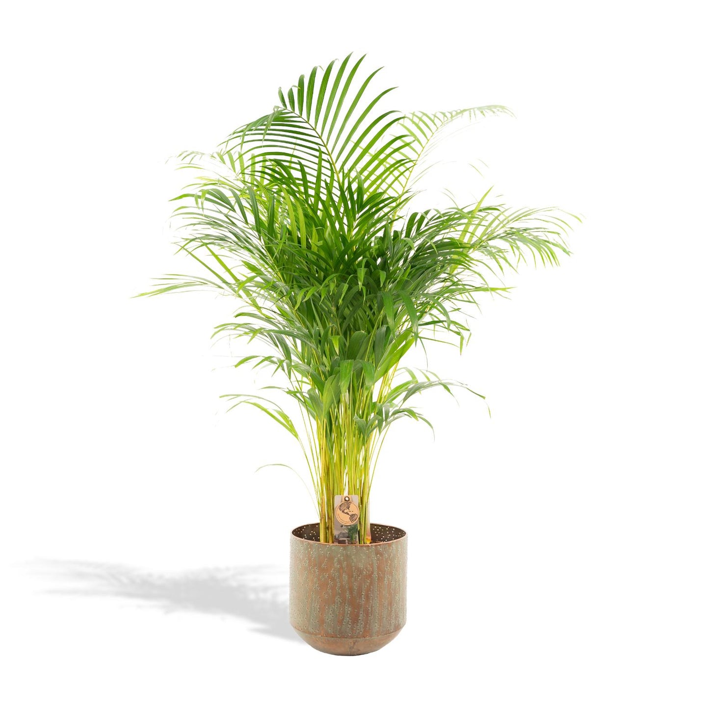 Areca-Palme mit Topf - 110cm - Ø21cm - Pflanzfix24