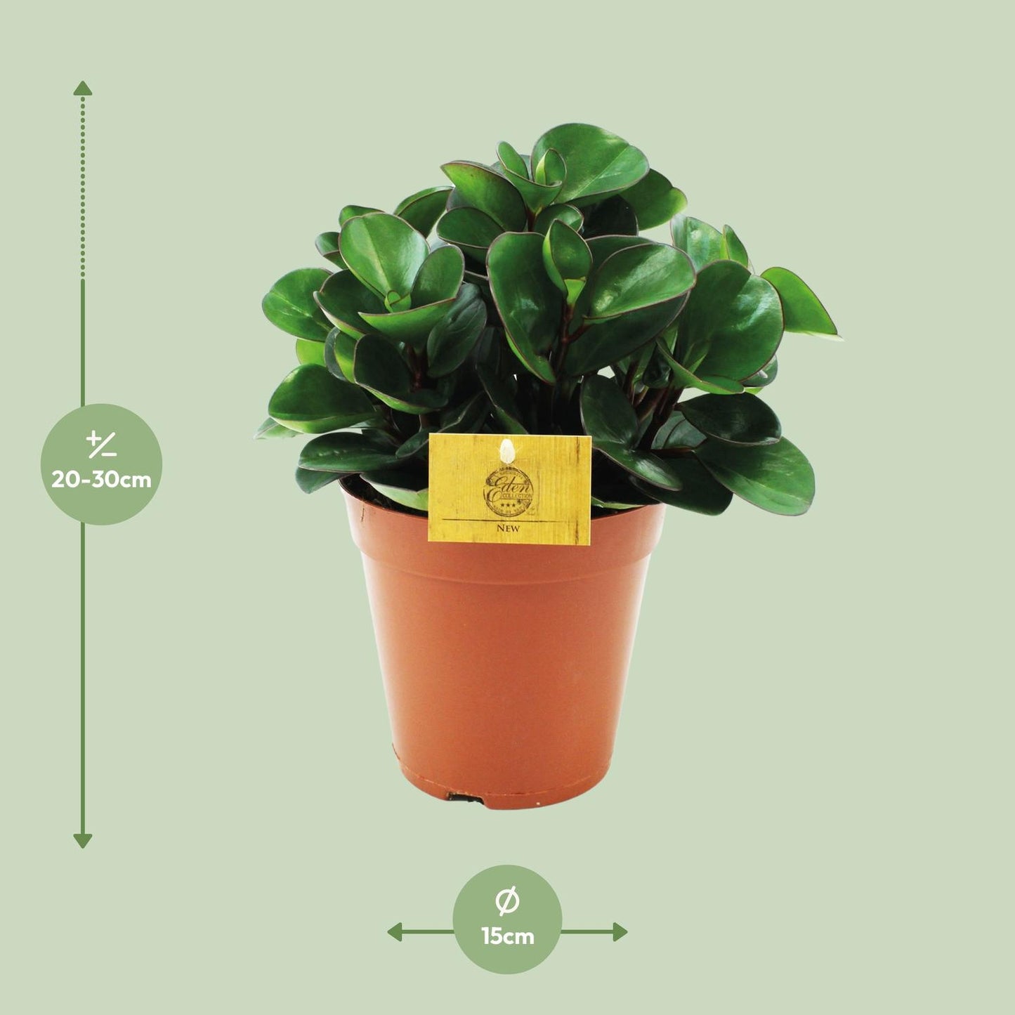 Peperomia Burning Bush - Ø15cm - pflanzfix24