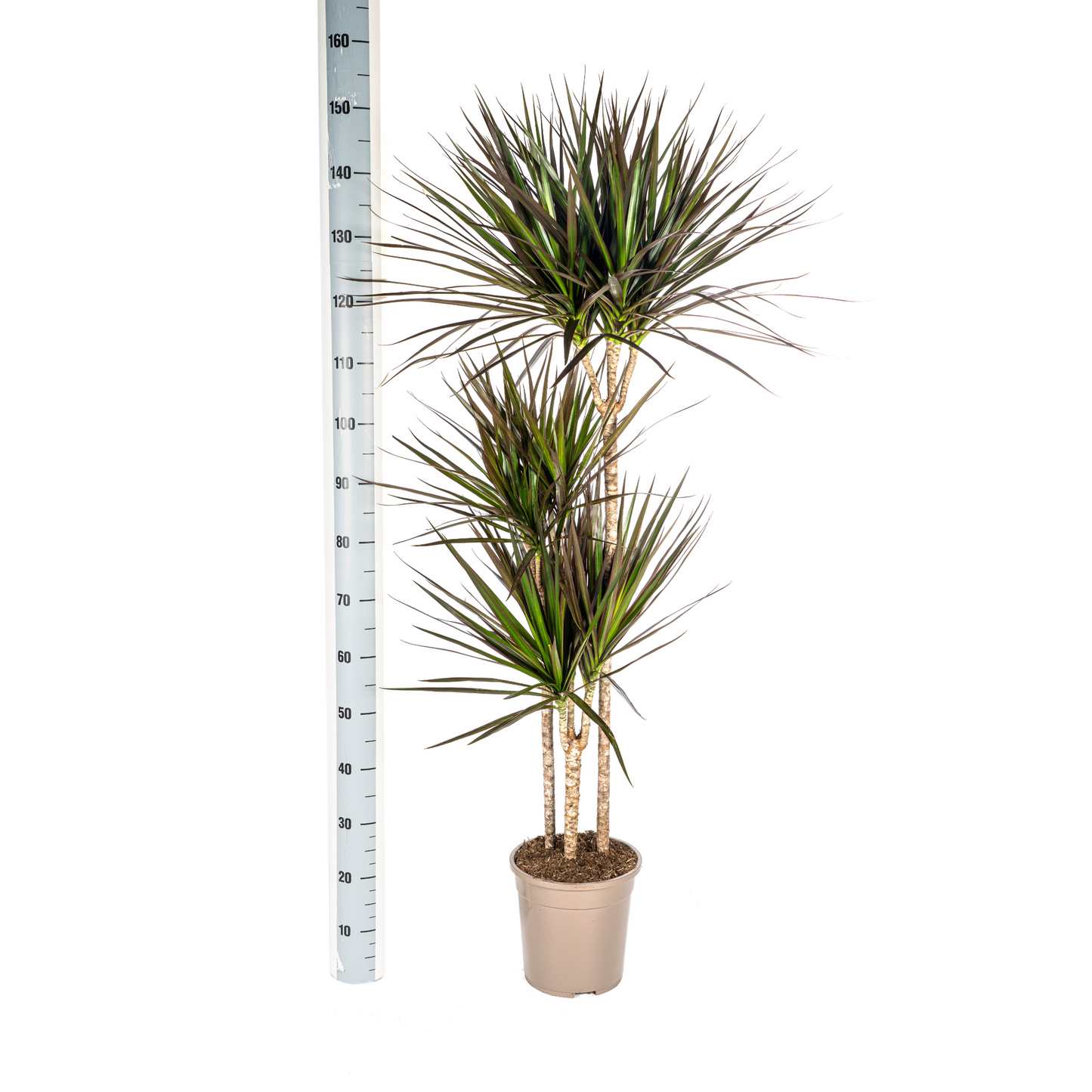 Dracaena Marginata Magenta Ø24cm 130-150cm – pflanzfix24
