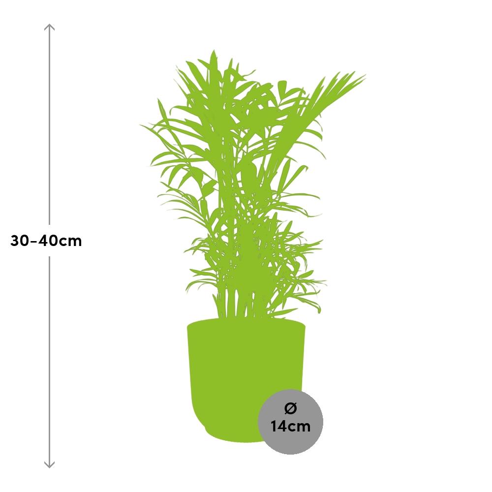 Chamaedorea Elegans in ELHO Vibes Fold 14cm geel - pflanzfix24