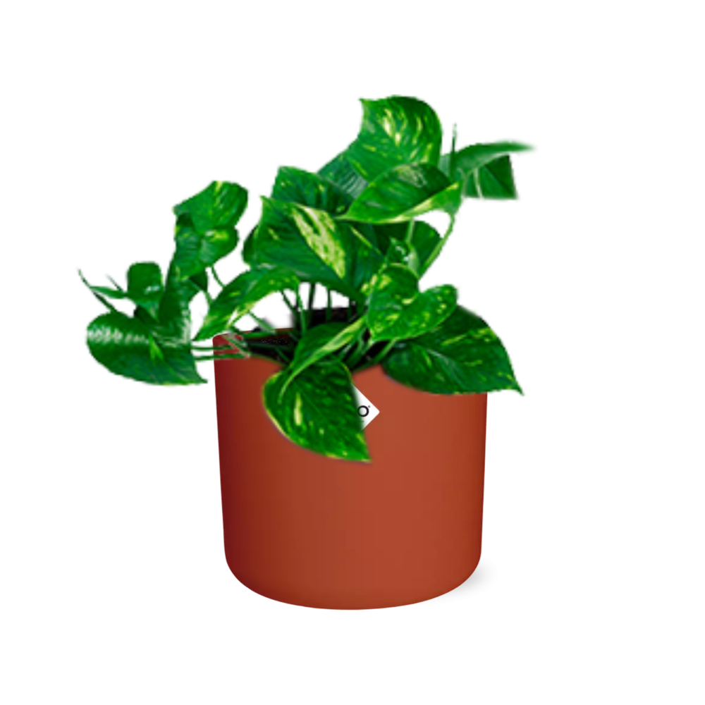 Epipremnum Pinnatum ‘Aureum’ in ELHO b.for soft rond 14cm brique - Pflanzfix24