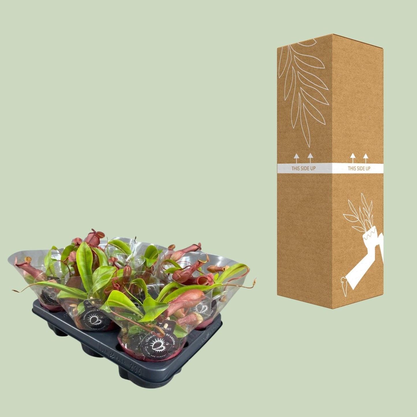 Nepenthes Alata Kannenpflanze – Pflanzfix24.de** - Pflanzfix24.de