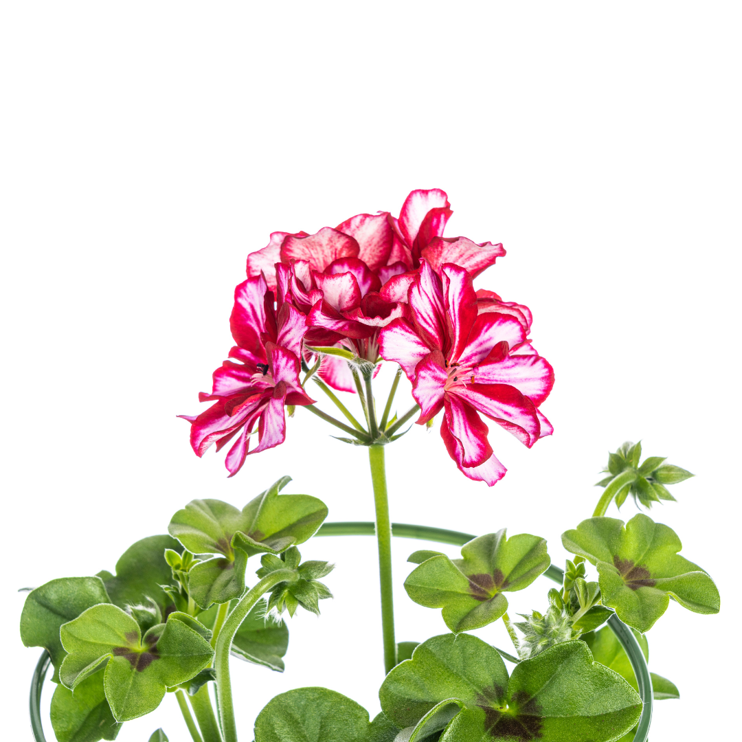 8x Pelargonium peltatum Mexica Ruby Ø12 cm - ↕20 cm - Pflanzfix24