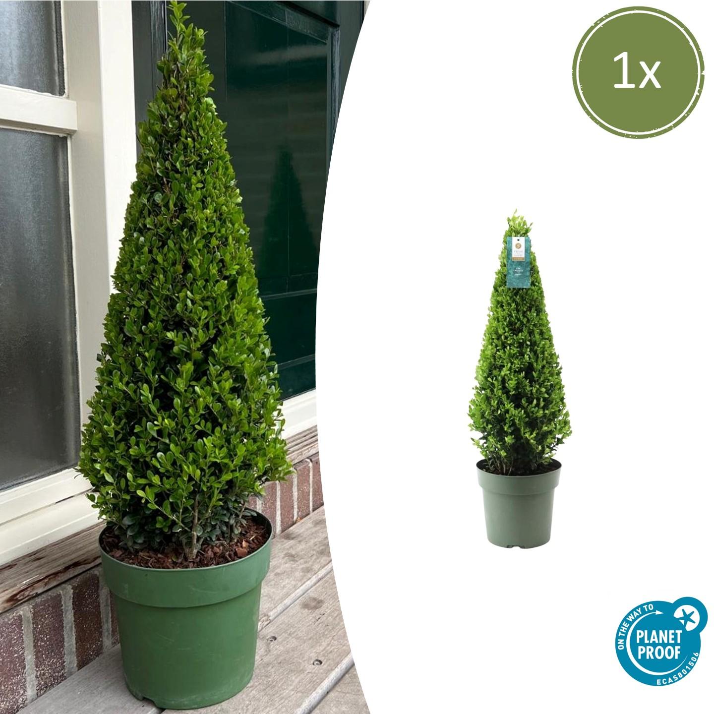 Ilex crenata Pyramide 55 cm Ø21 cm – Immergrün & Pflegeleicht | Pflanzfix24.de - Pflanzfix24.de