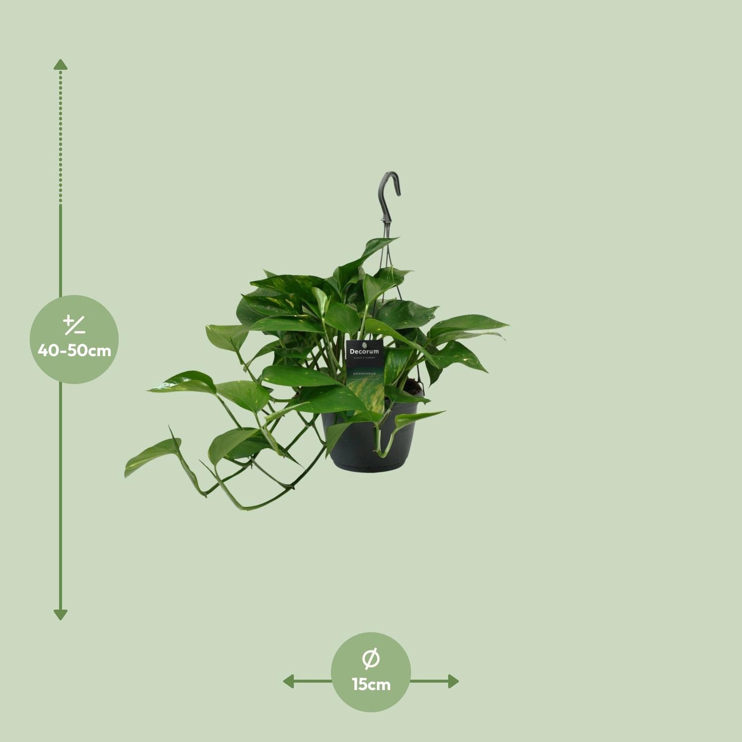 Scindapsus Pflanze Ø15cm | Halbschatten | Pflanzfix24.de - Pflanzfix24.de