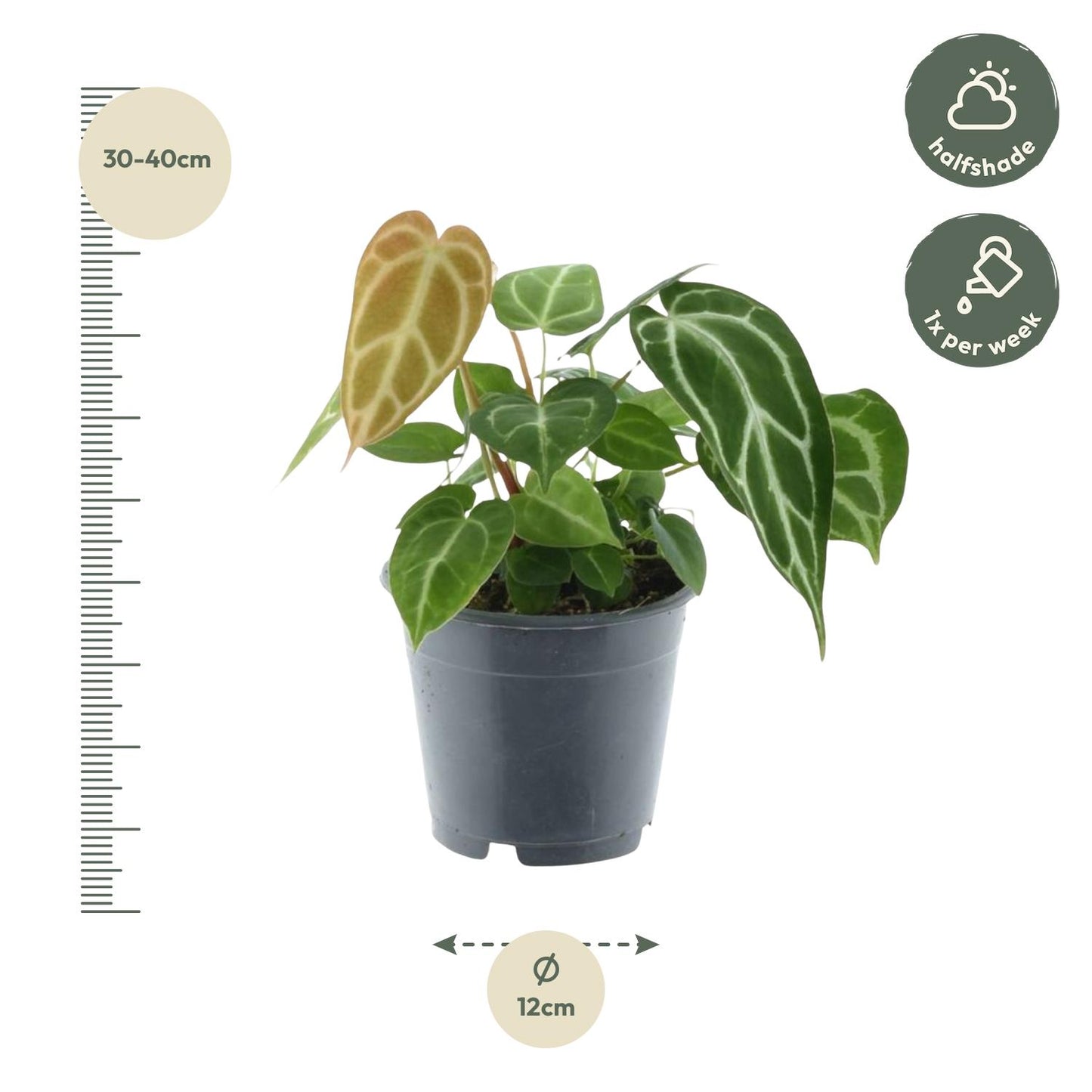 Anthurium Chrystallium 35 cm - Pflanzfix24.de - Pflanzfix24.de