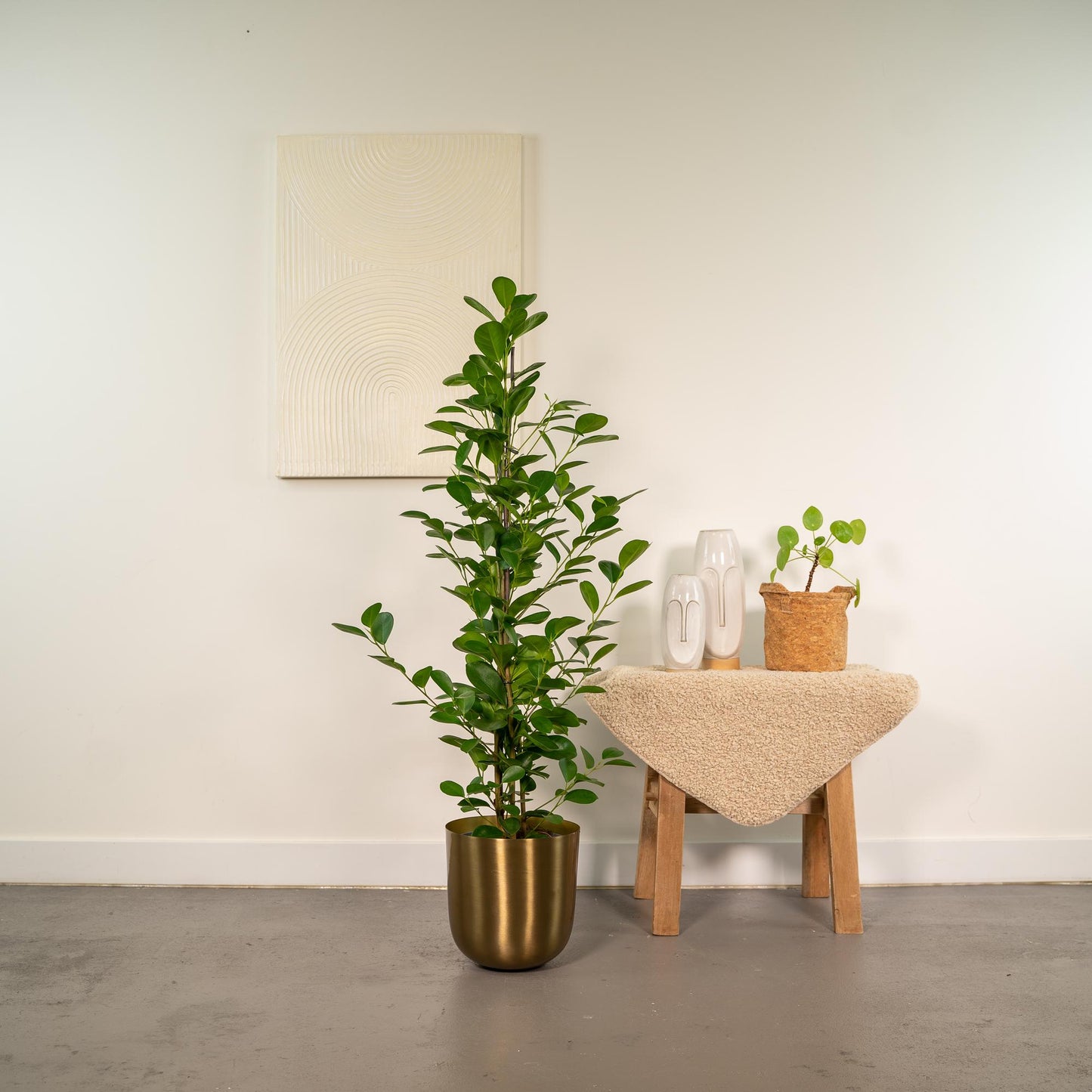 Ficus microcarpa Moclame - Ø21cm - Pflanzfix24