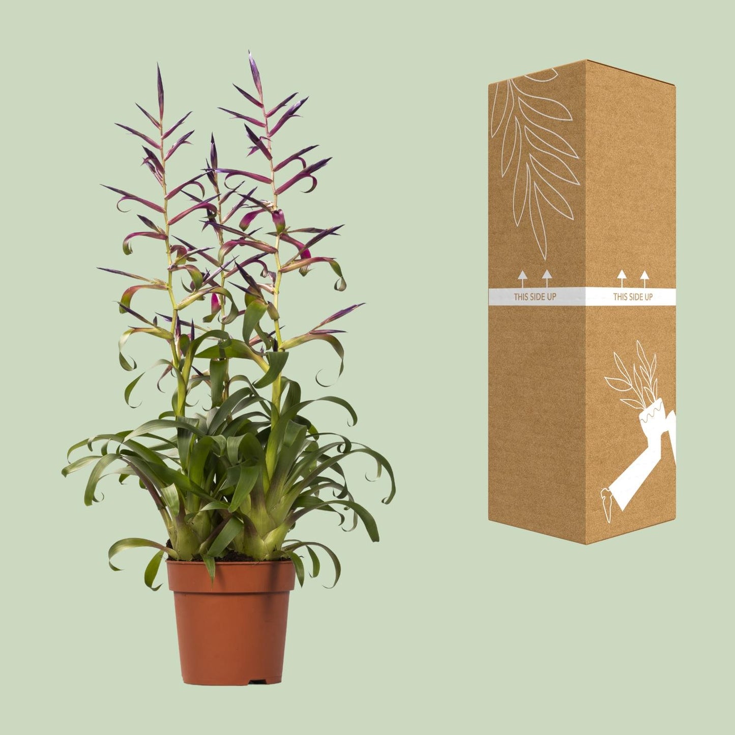 Tillandsia Mora - Ø12cm - ↕55cm - Pflanzfix24