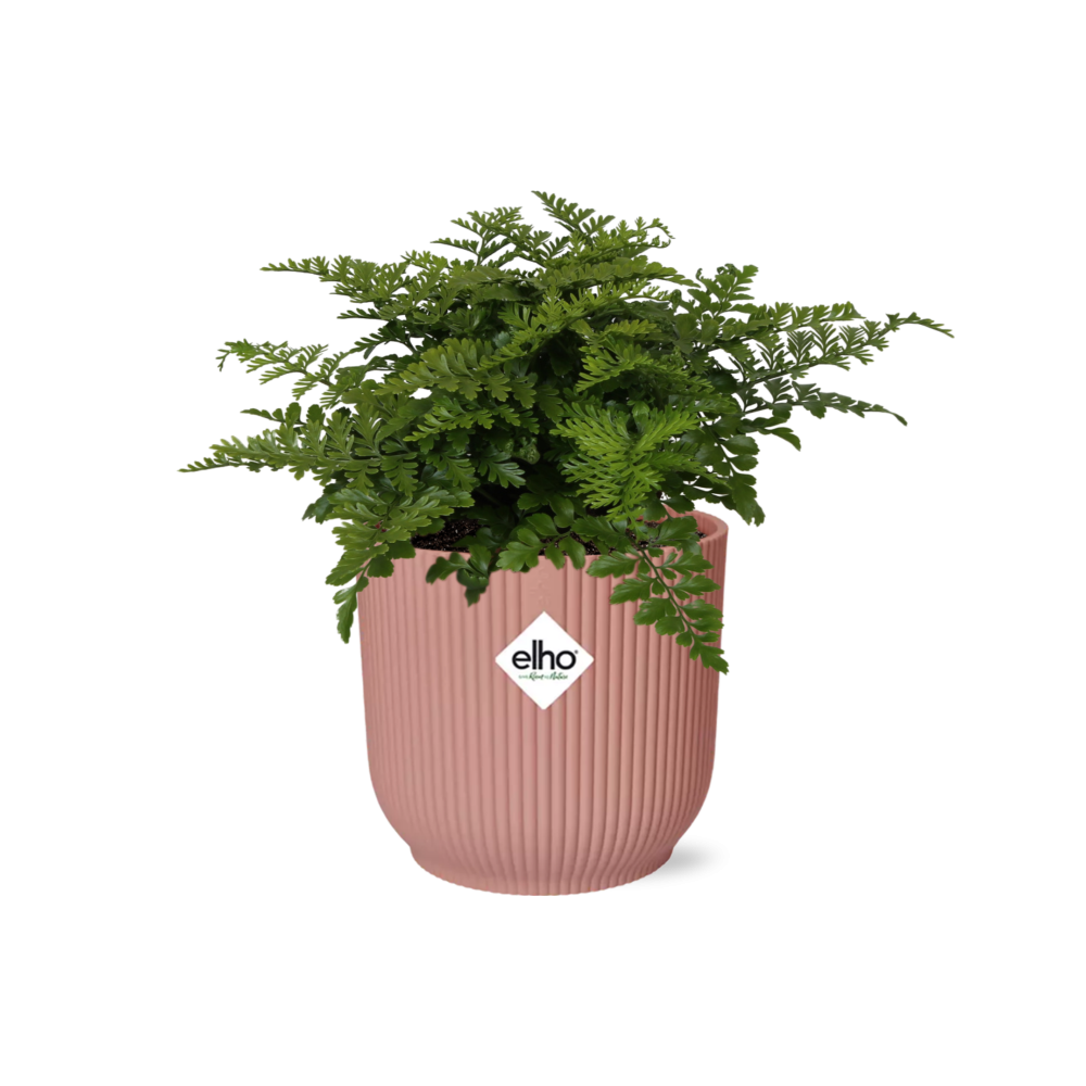 Asplenium Parvati in ELHO Vibes Fold 14cm – Farnkraut | Pflanzfix24