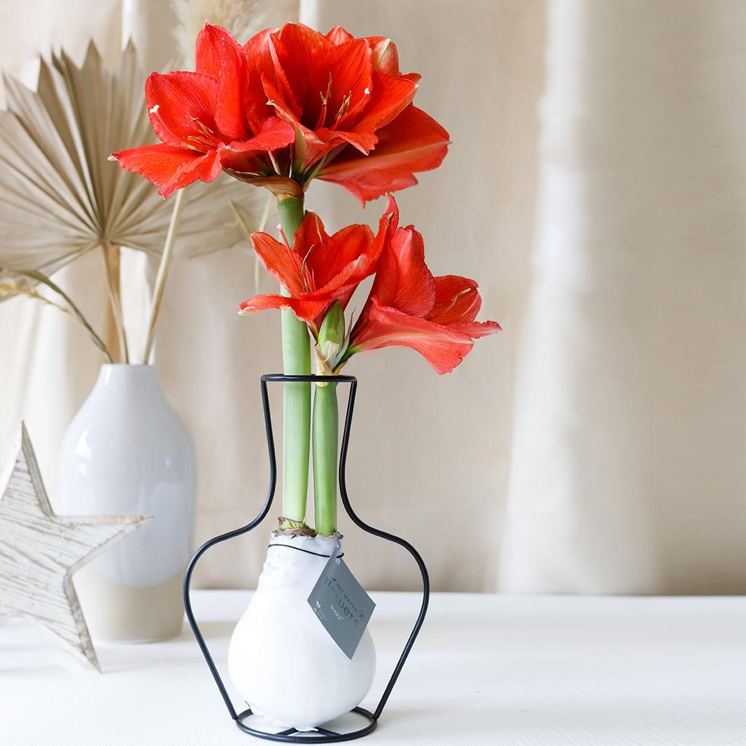 No Water Flowers® (wax amaryllis) | Formz Mix (4 pack) + Red flower - Pflanzfix24