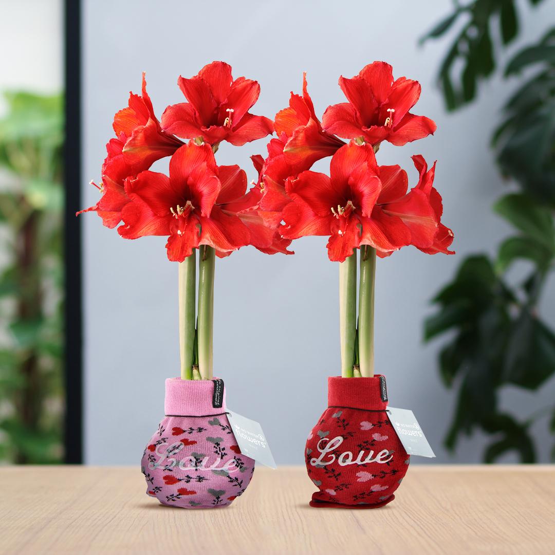 No Water Flowers® Fashionz Love Mix (2 pack) + Red flower - Pflanzfix24