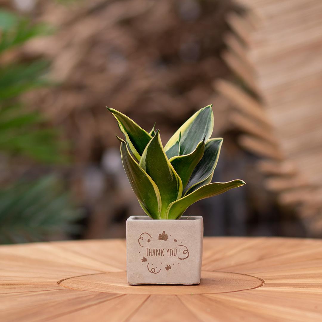 Congreet plantpots + Sansevieria | Thank you - Pflanzfix24.de - Pflanzfix24.de
