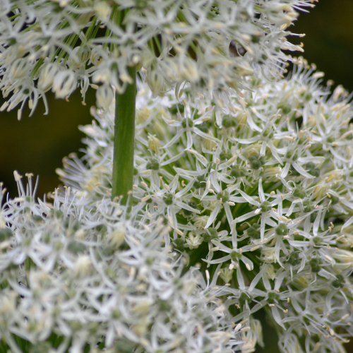White Giant - Allium bollen 5 stuks bij Pflanzfix24