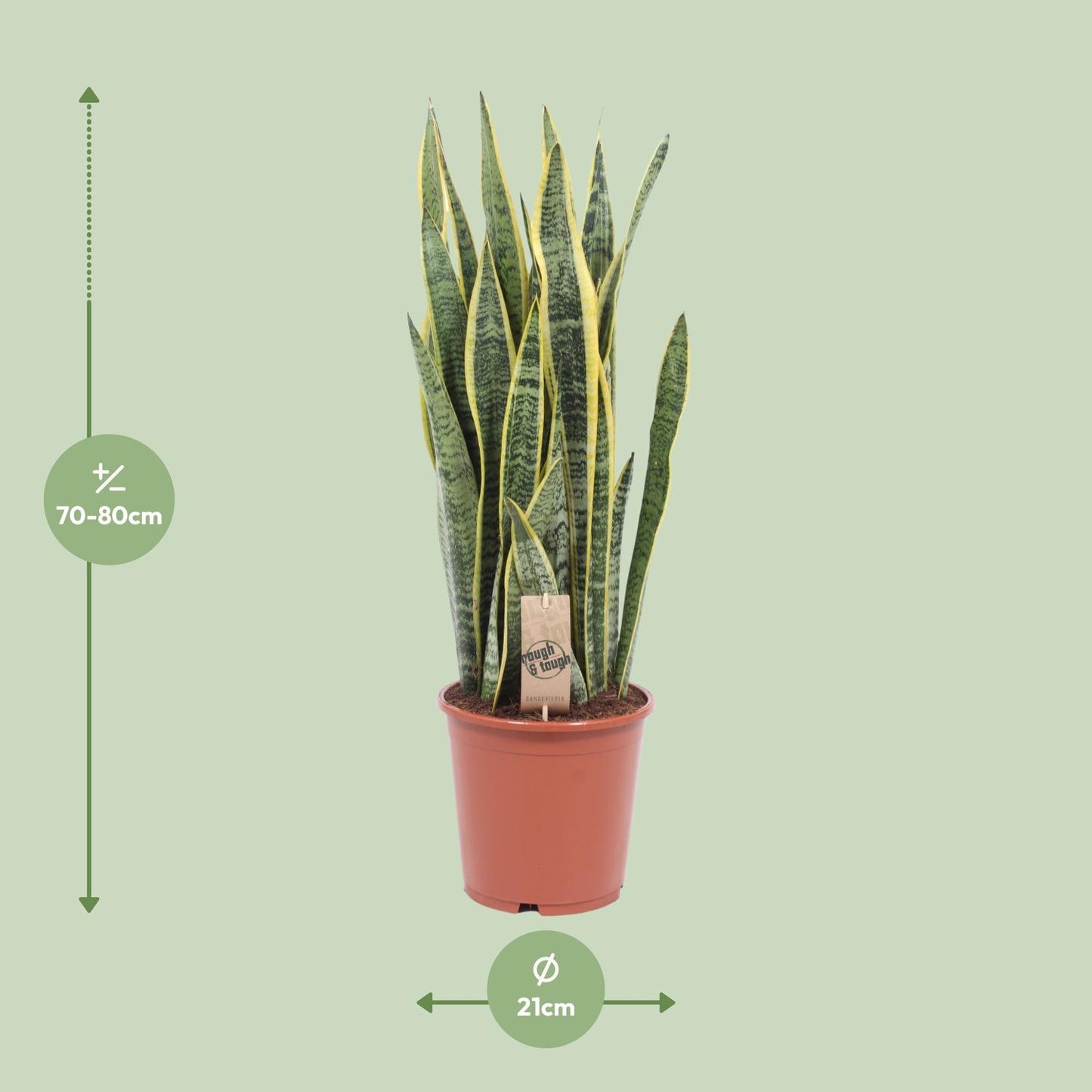 Sansevieria Laurentii - Ø21cm - ↕80cm von Pflanzfix24