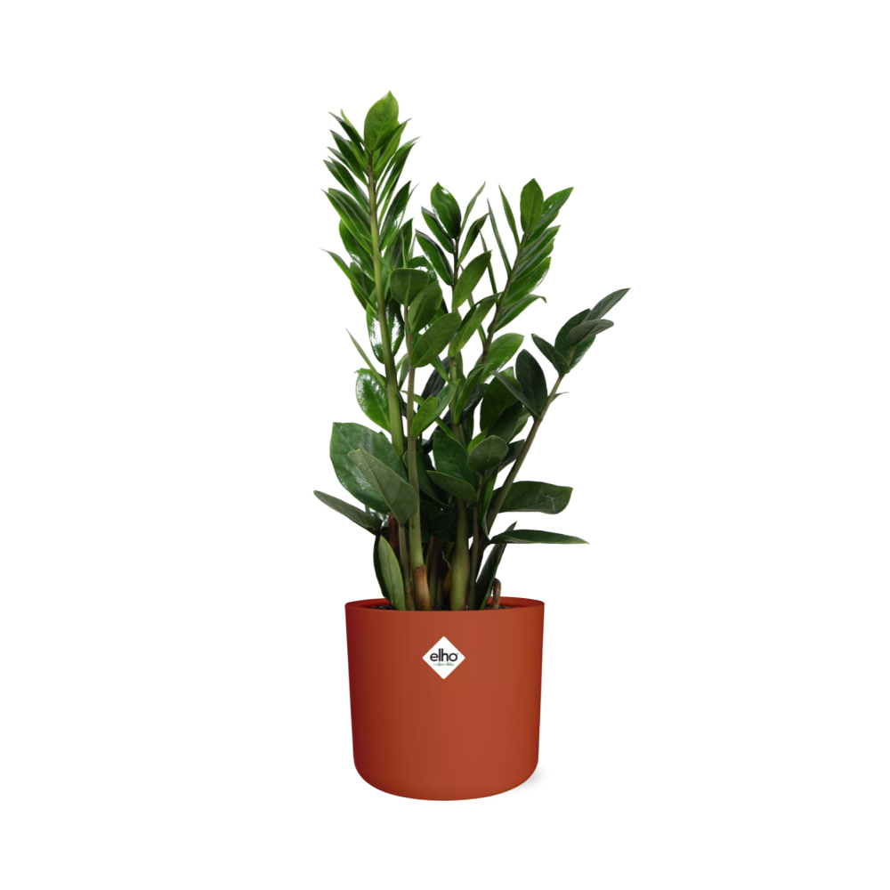 Zamioculcas - Hoogte 45-50 in ELHO b.for soft rond 14cm brique - Pflanzfix24