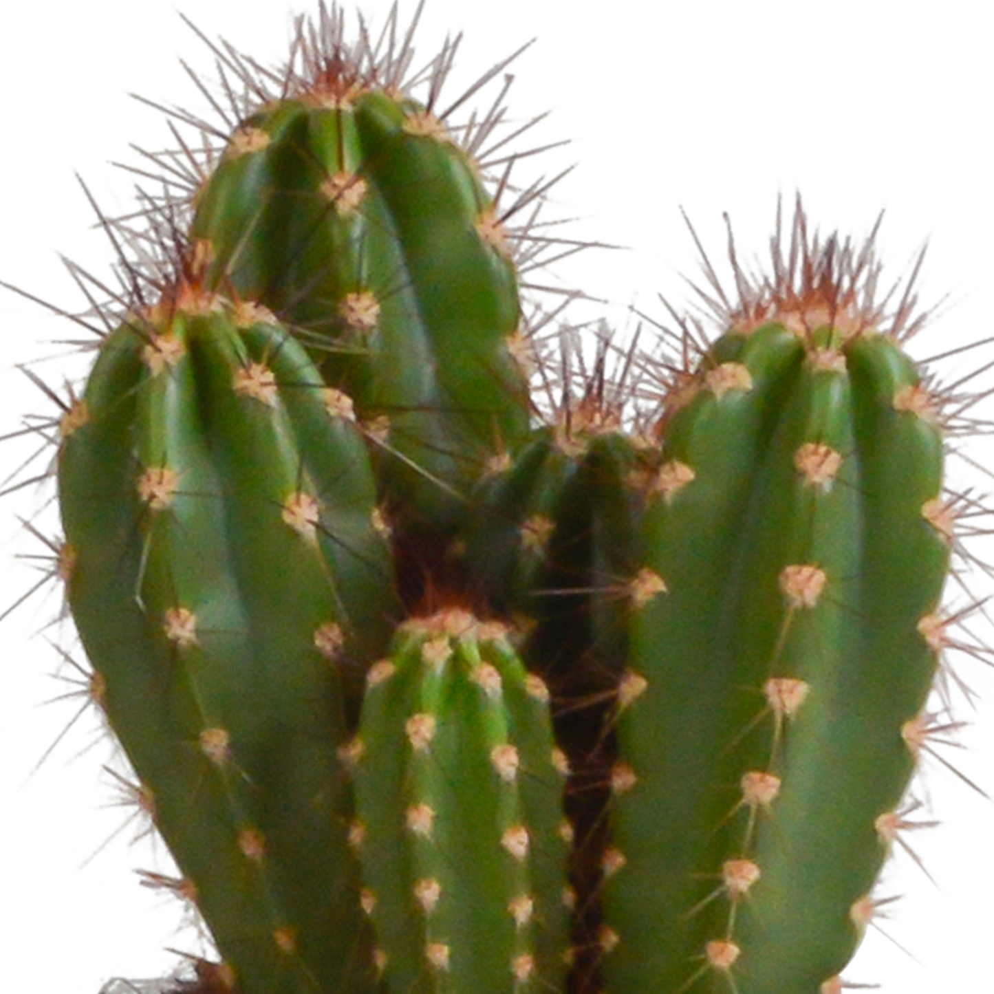 Cereus-Mischung 10,5 cm - 3x - in witte pot - Pflanzfix24.de - Pflanzfix24.de