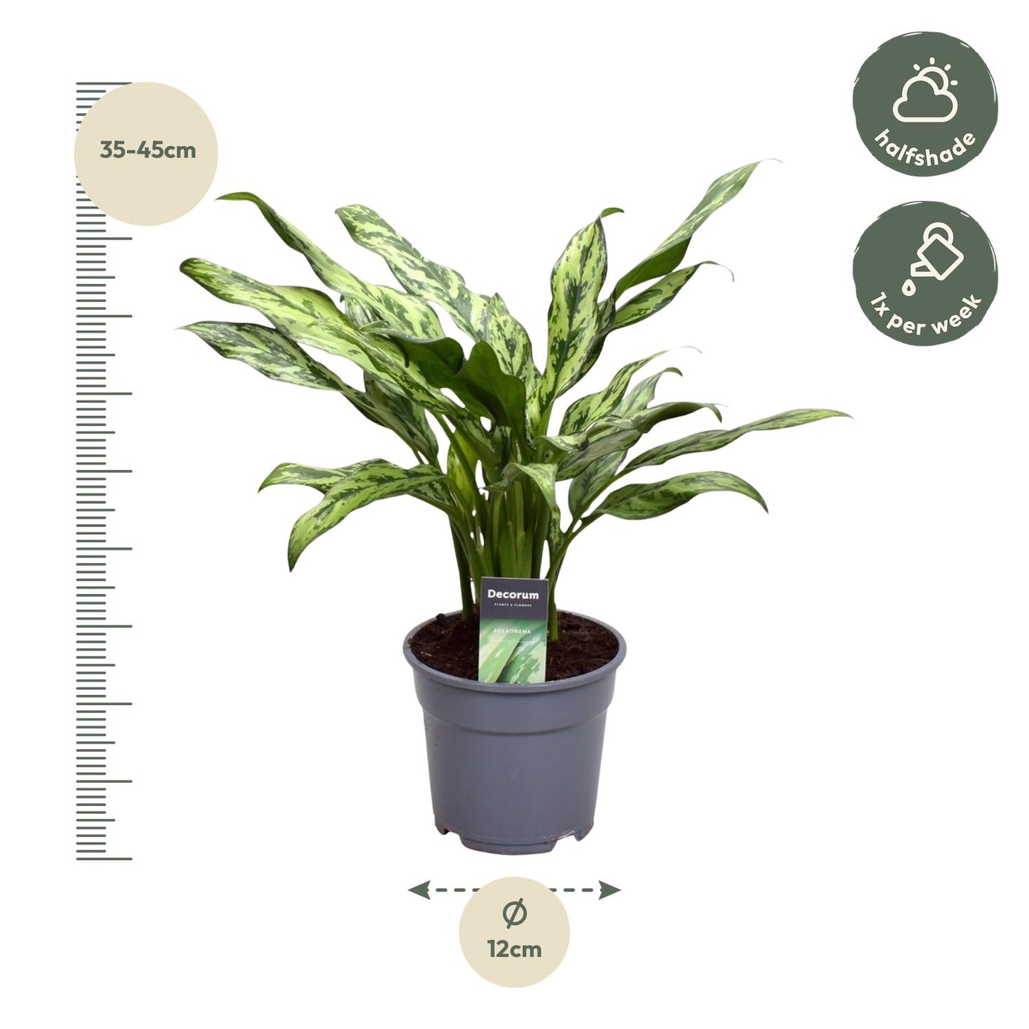 Aglaonema Juliette - 40 cm - ø12 bei Pflanzfix24.de - Pflanzfix24.de