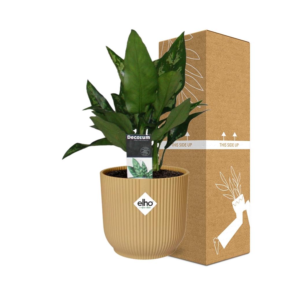 Aglaonema Maria in ELHO Vibes Fold 14cm geel - Pflanzfix24