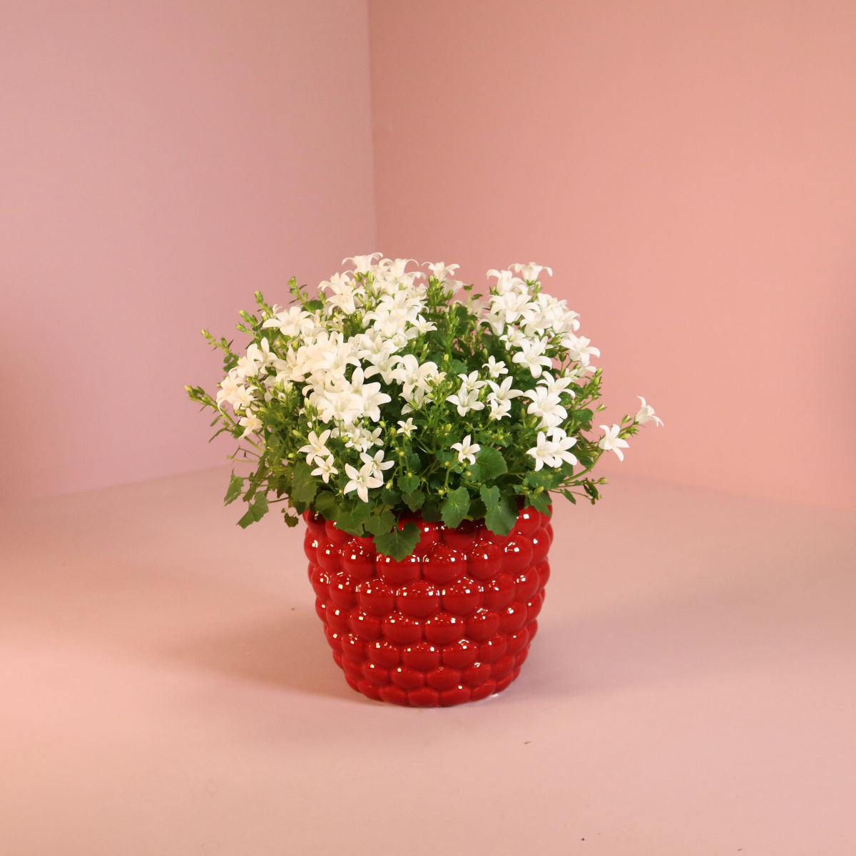 2x Campanula Addenda Ambella White in Berry-Dekotöpfen - Pflanzfix24