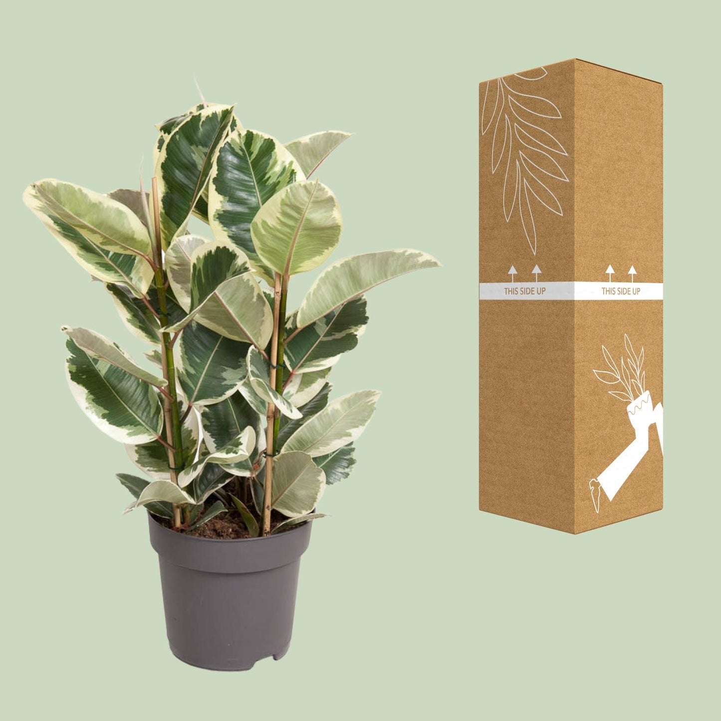 Ficus Elastica Tineke - Ø27cm - ↕100cm - Pflanzfix24.de - Pflanzfix24.de
