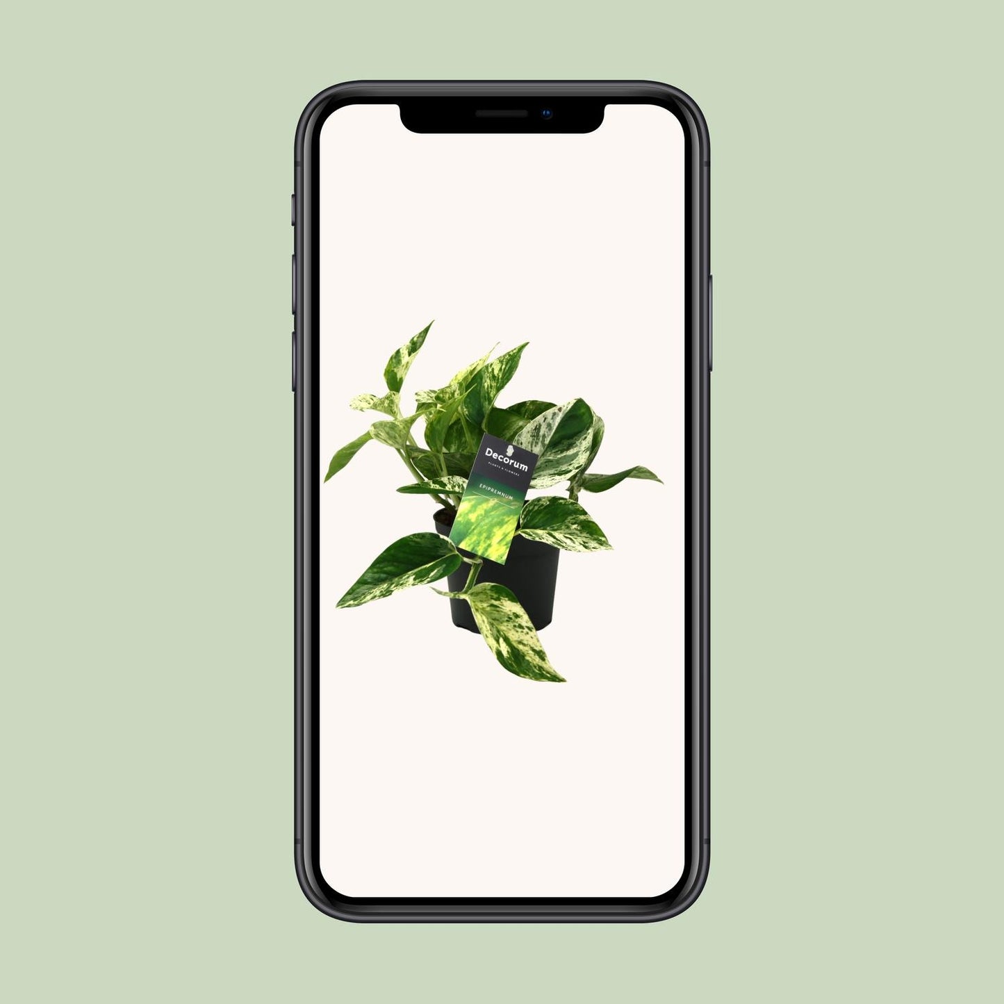 Scindapsus (Epipremnum) Marble Queen - Ø12cm - ↕25cm - Pflanzfix24